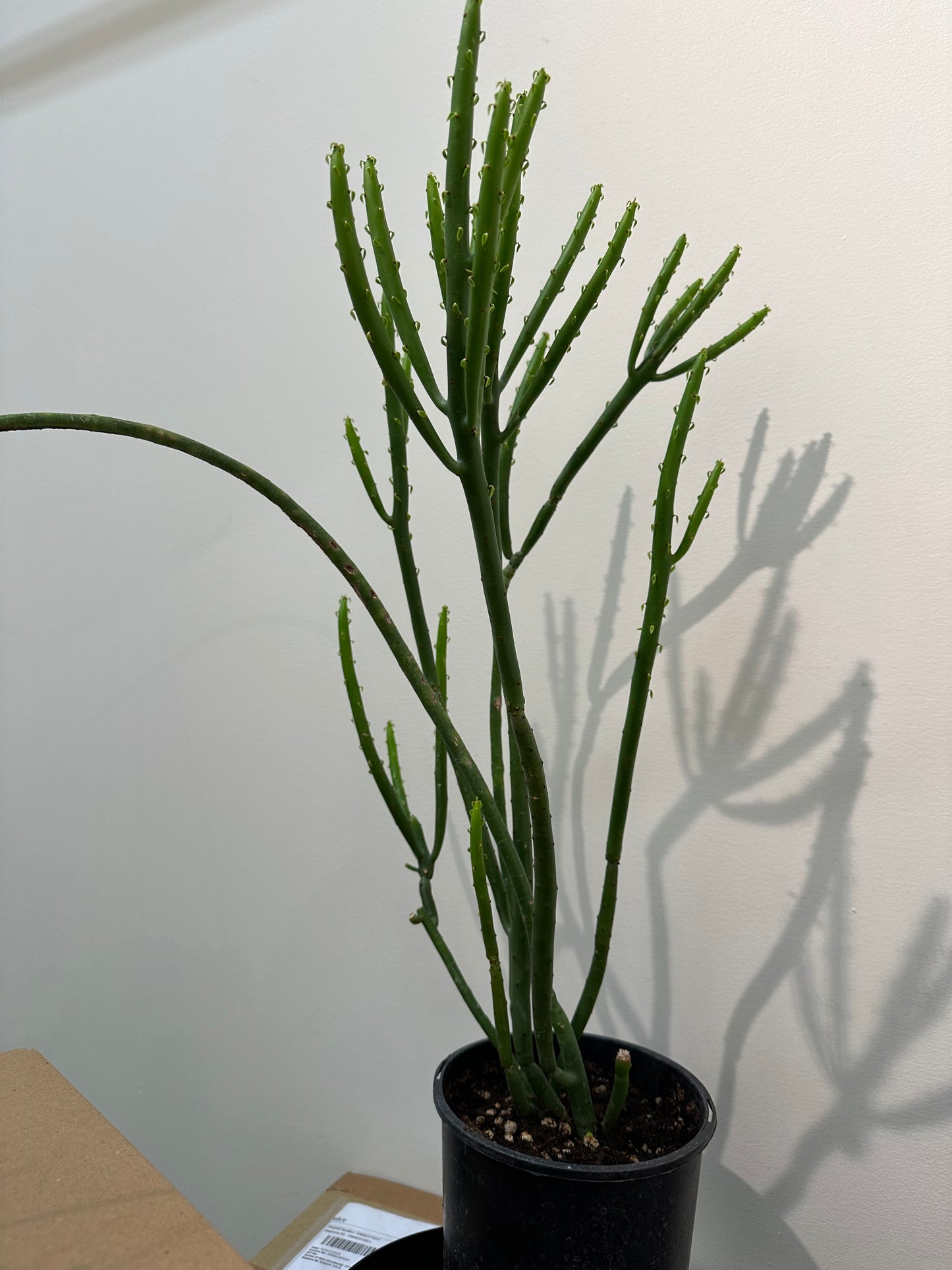 Euphorbia Leucodendron