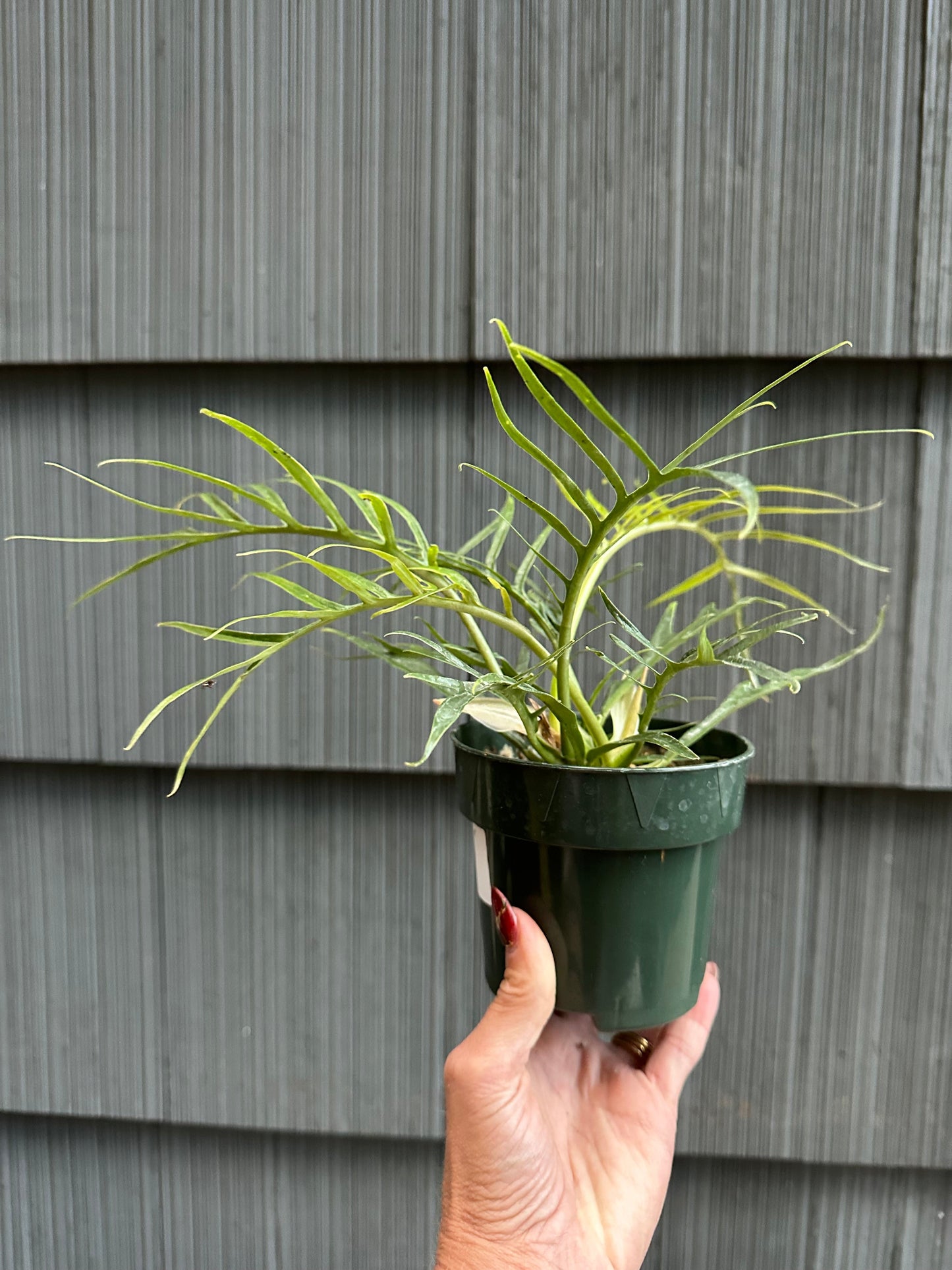 Philodendron Tortum - 4"