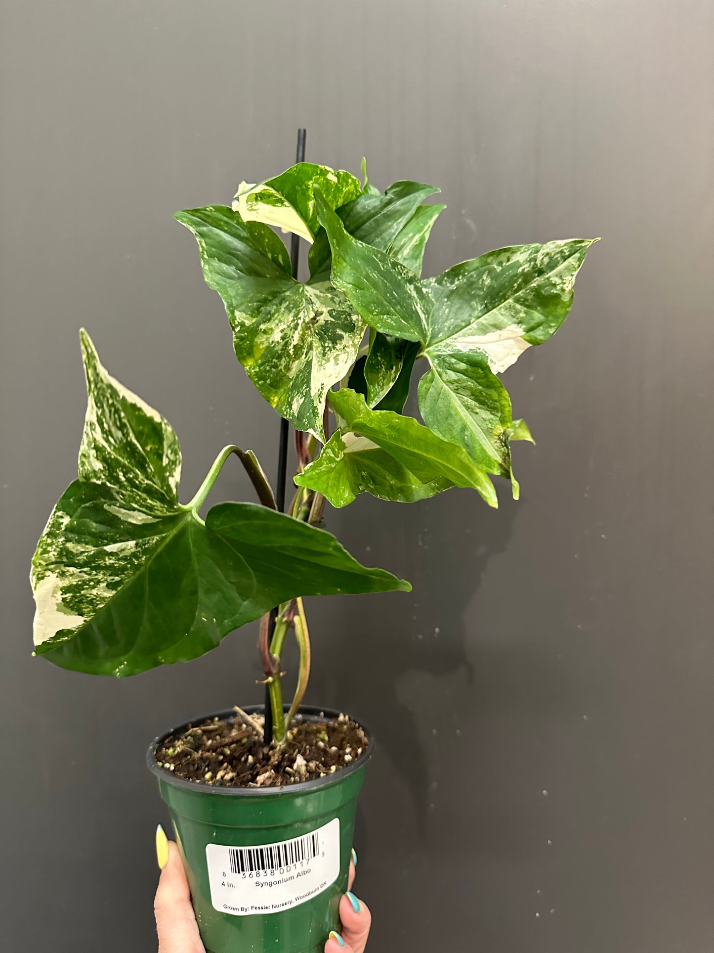 Syngonium Albo - 4"