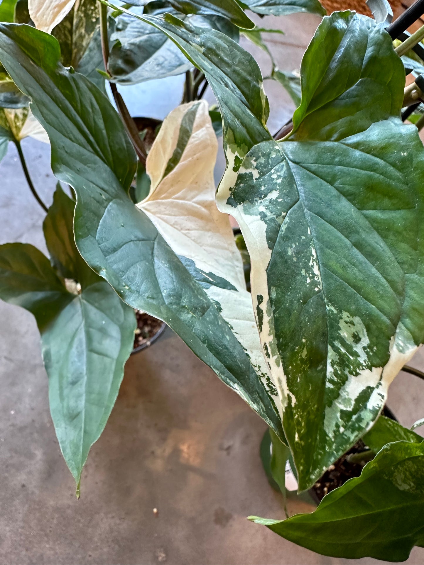 Syngonium Albo - 4"