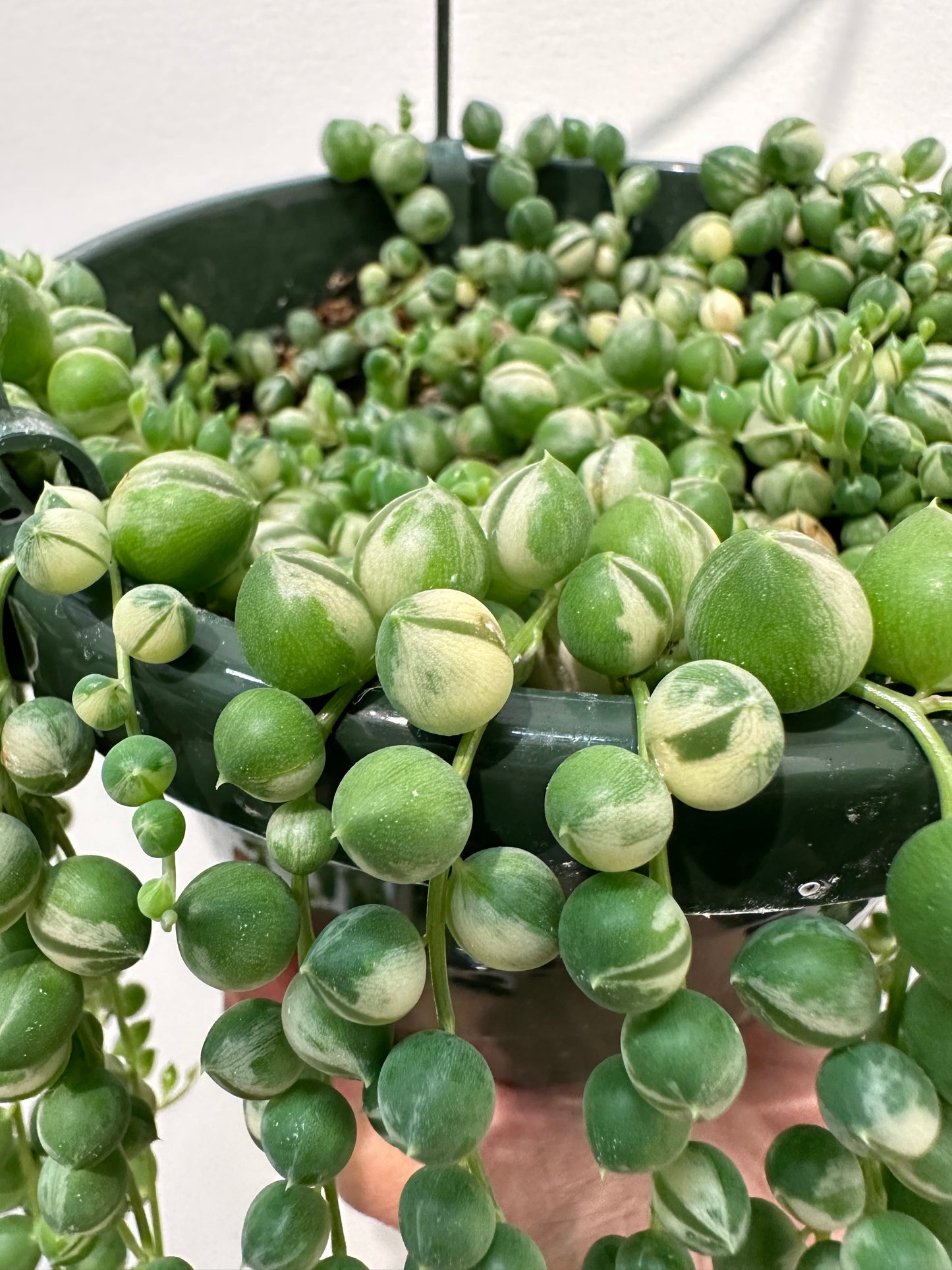Senecio Rowleyanus - String of Pearls