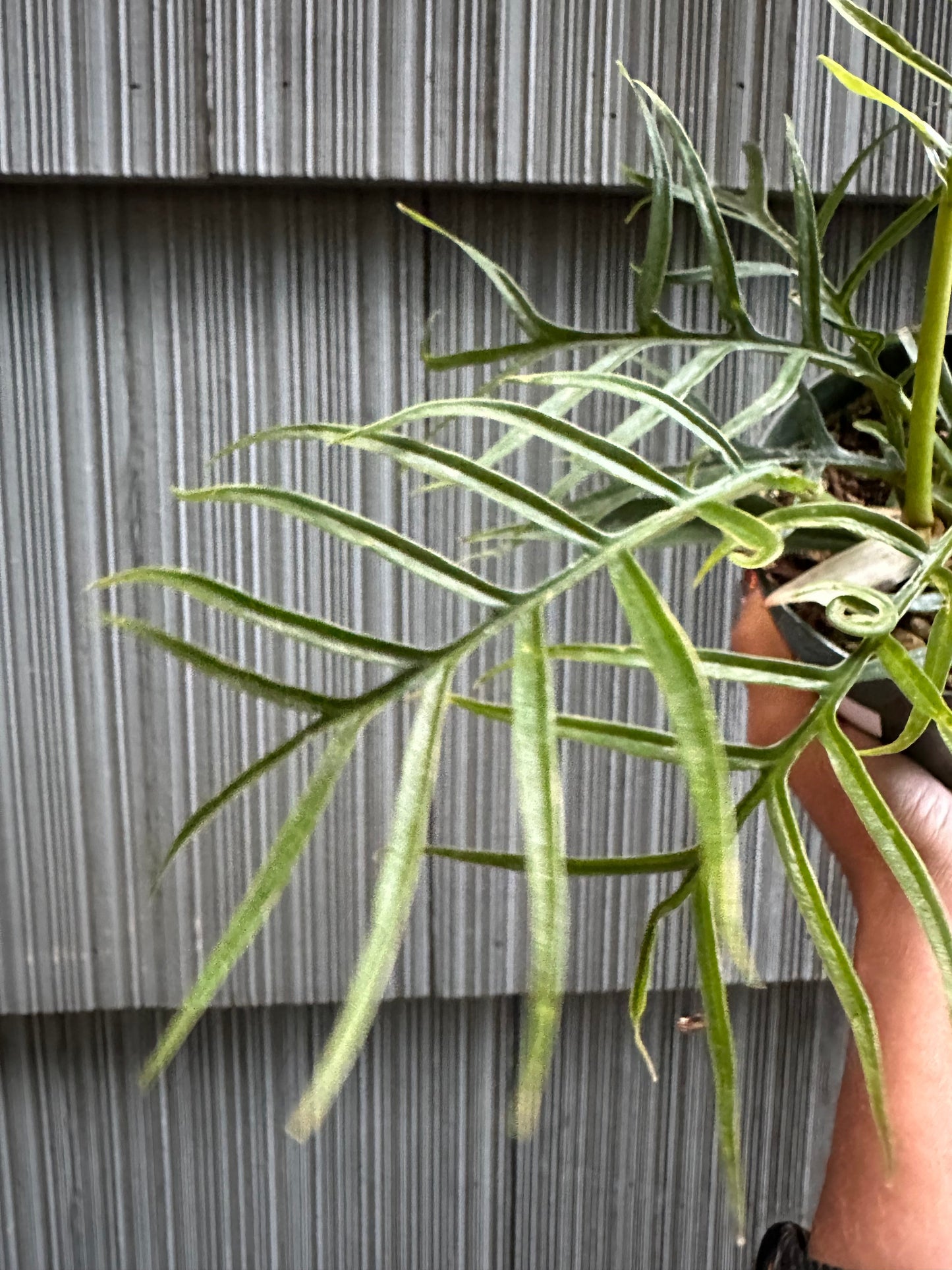 Philodendron Tortum - 4"