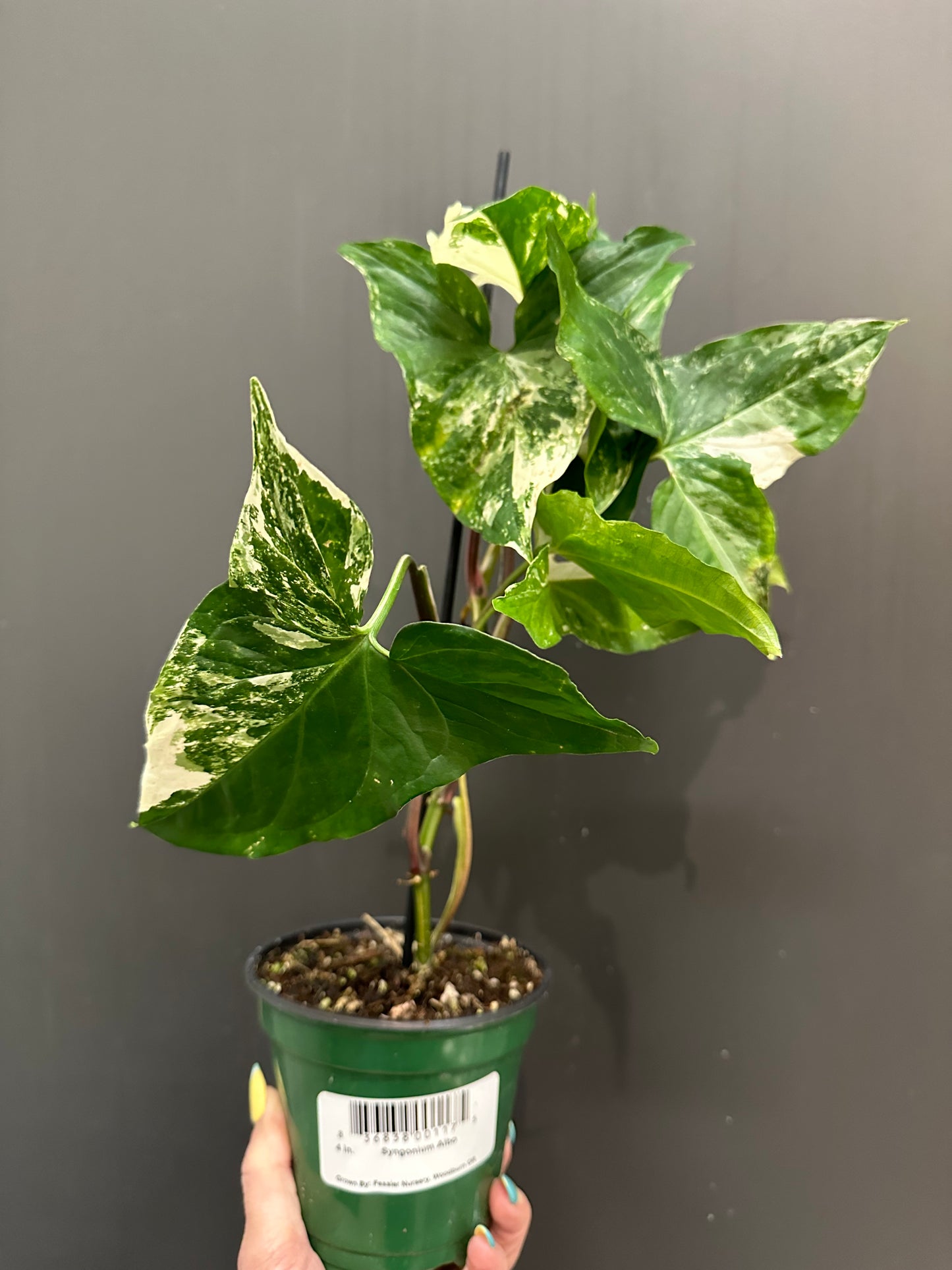 Syngonium Albo - 4"