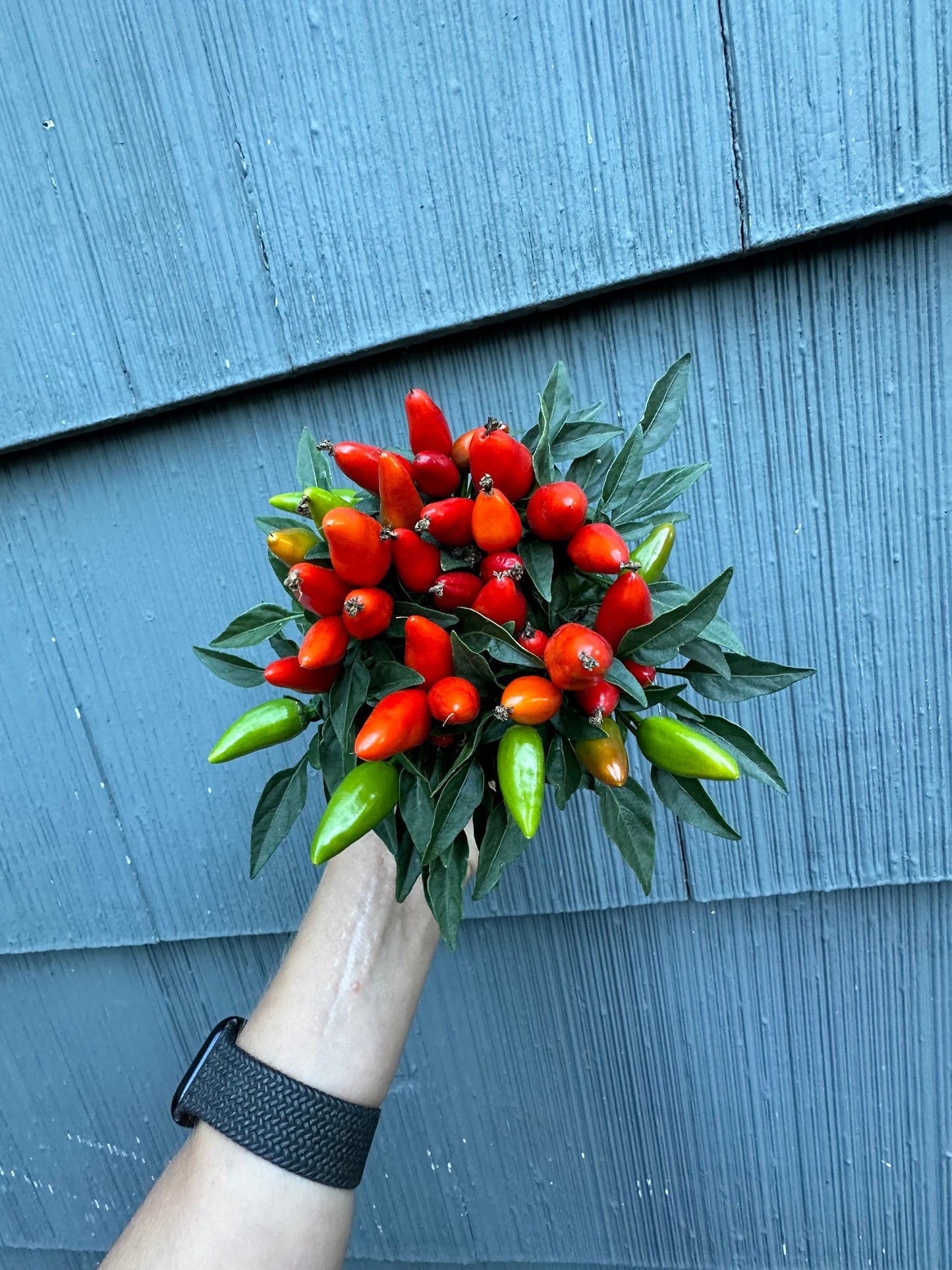 Pepper Plant - Little Elf Dwarf - 4”