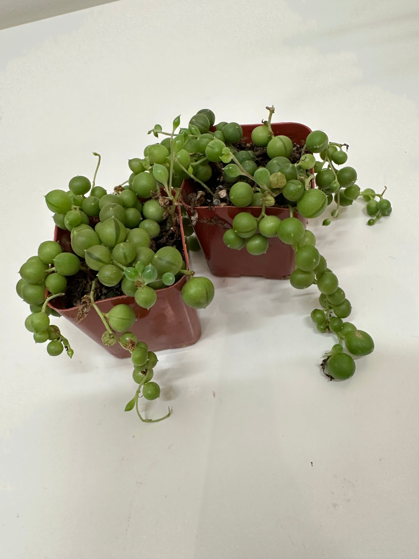 Senecio Rowleyanus - String of Pearls