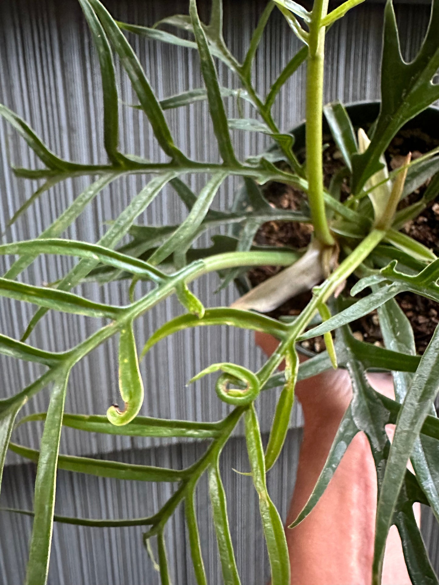 Philodendron Tortum - 4"