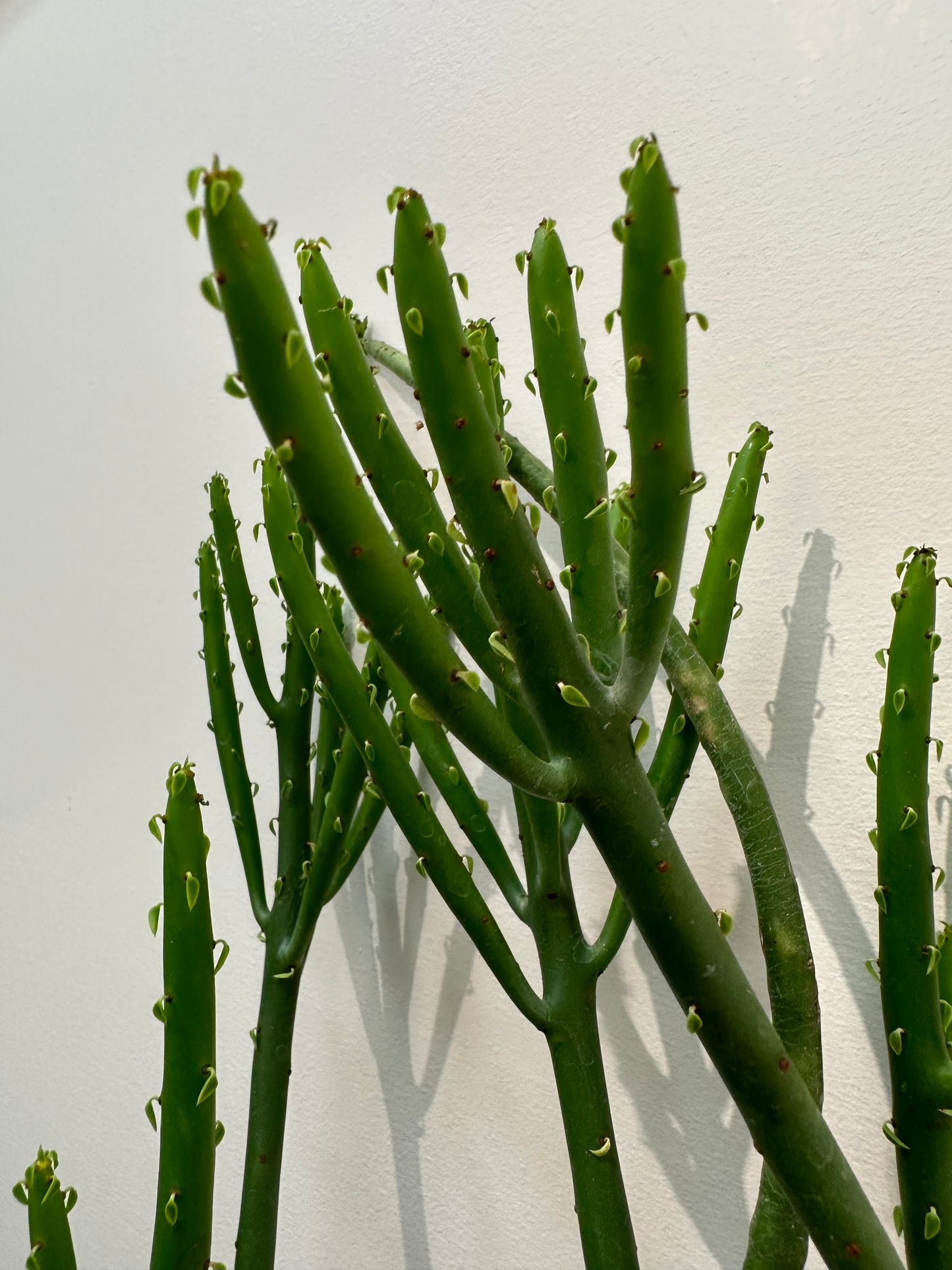 Euphorbia Leucodendron