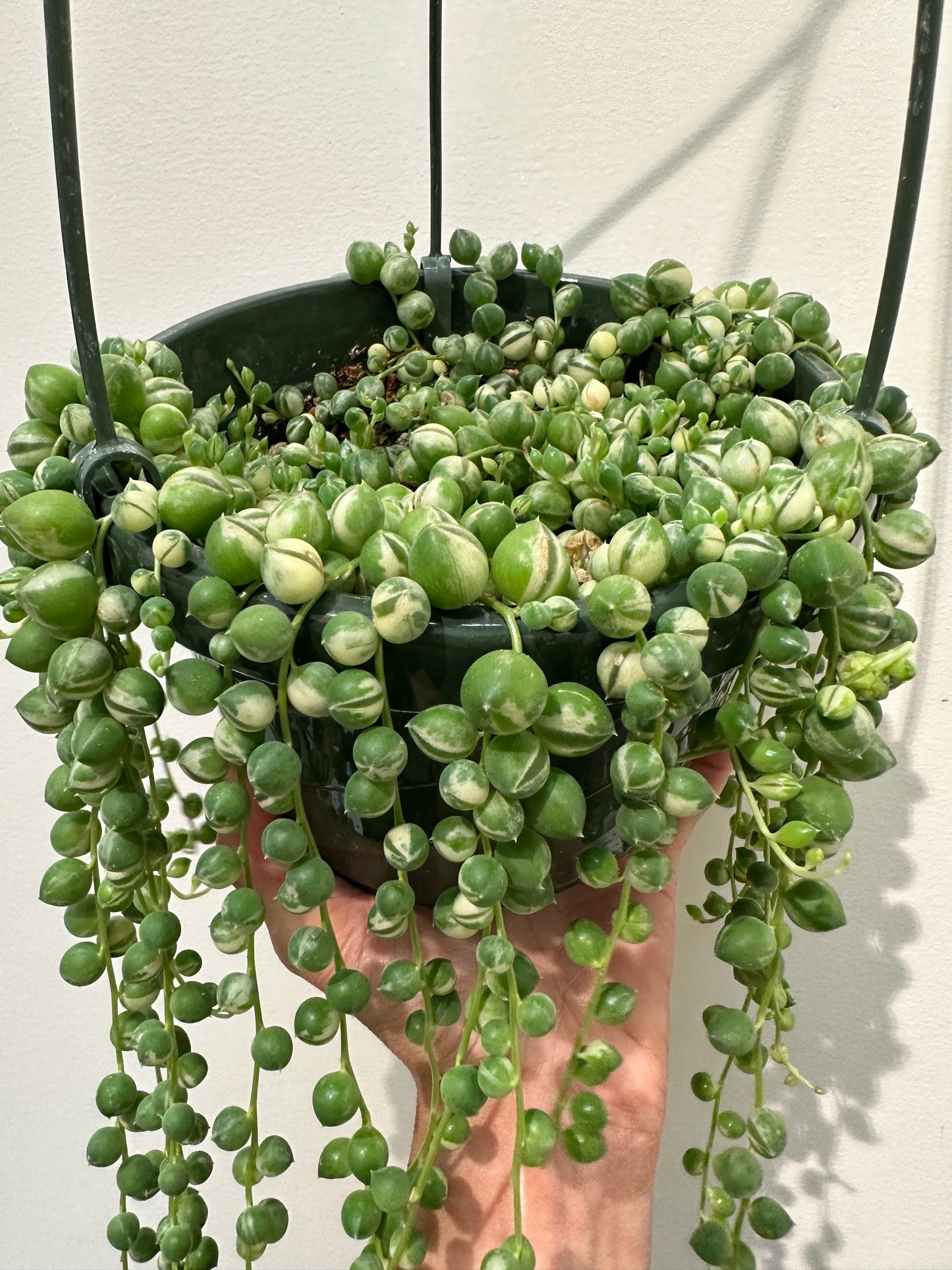 Senecio Rowleyanus - String of Pearls