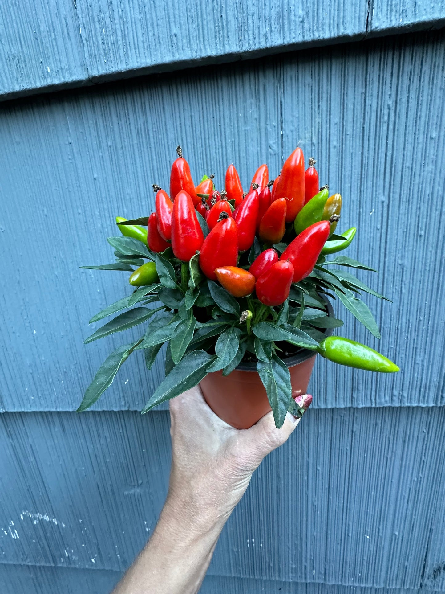 Pepper Plant - Little Elf Dwarf - 4”
