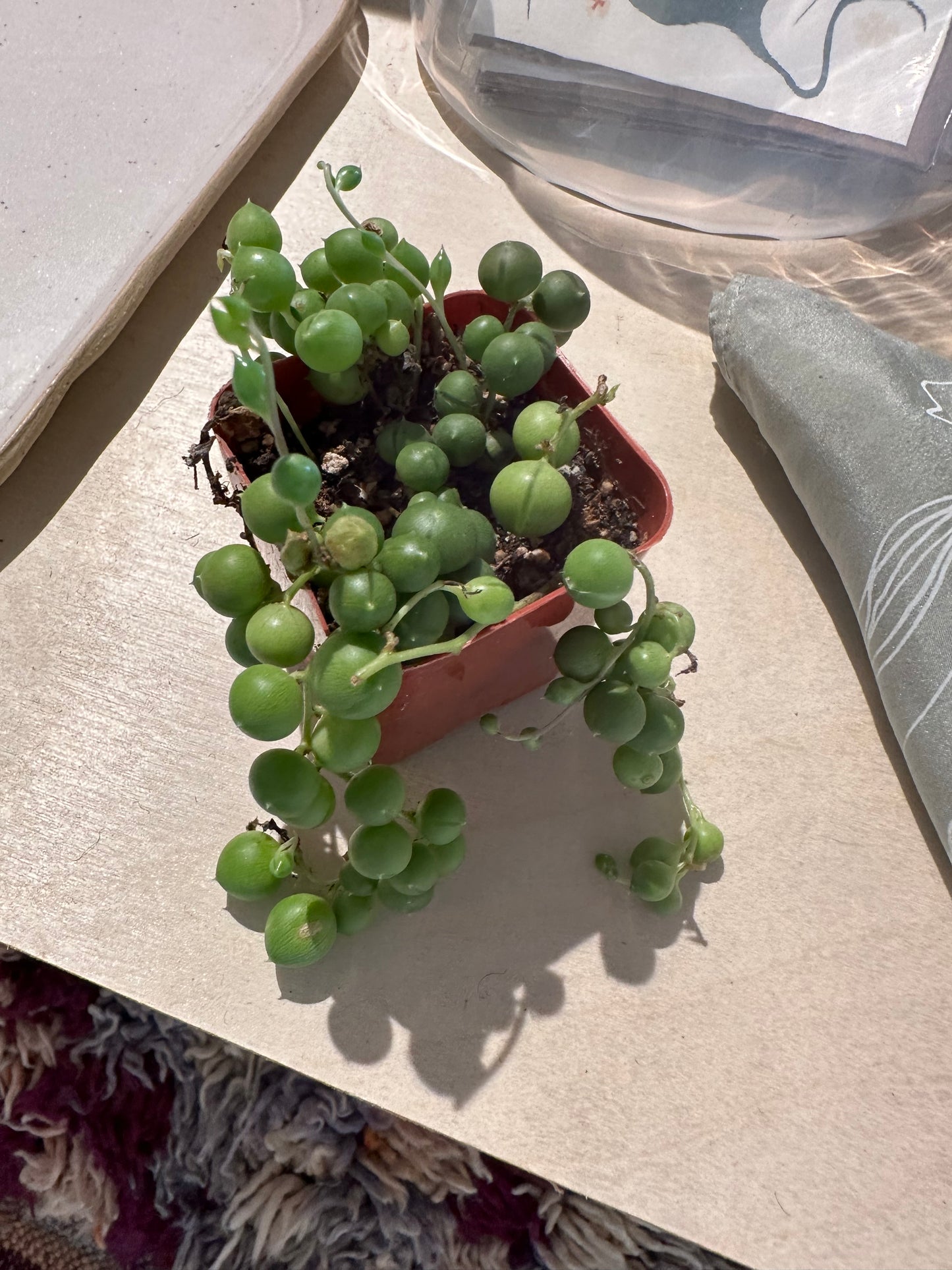 Senecio Rowleyanus - String of Pearls