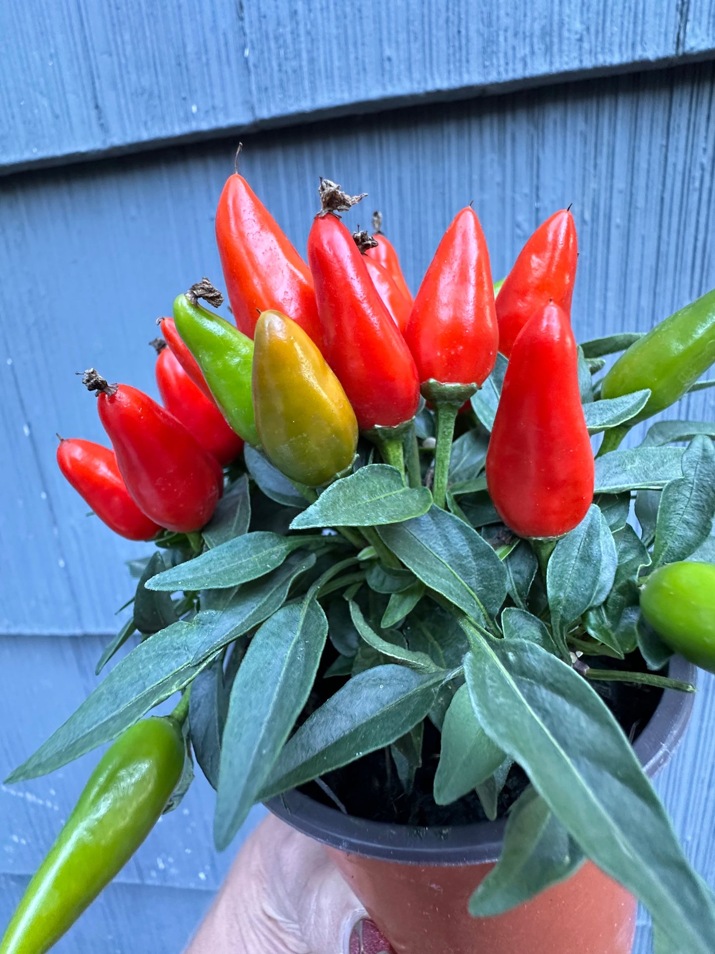 Pepper Plant - Little Elf Dwarf - 4”