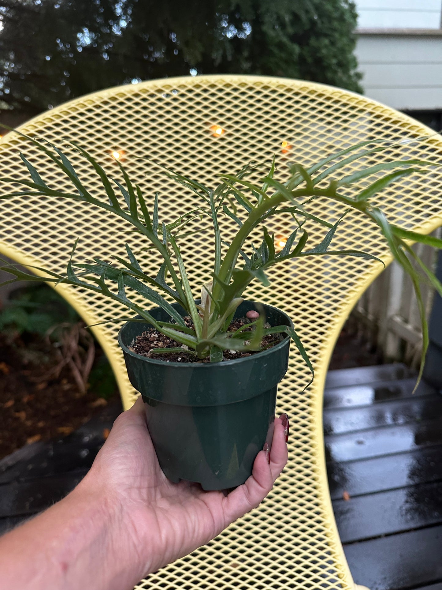 Philodendron Tortum - 4"