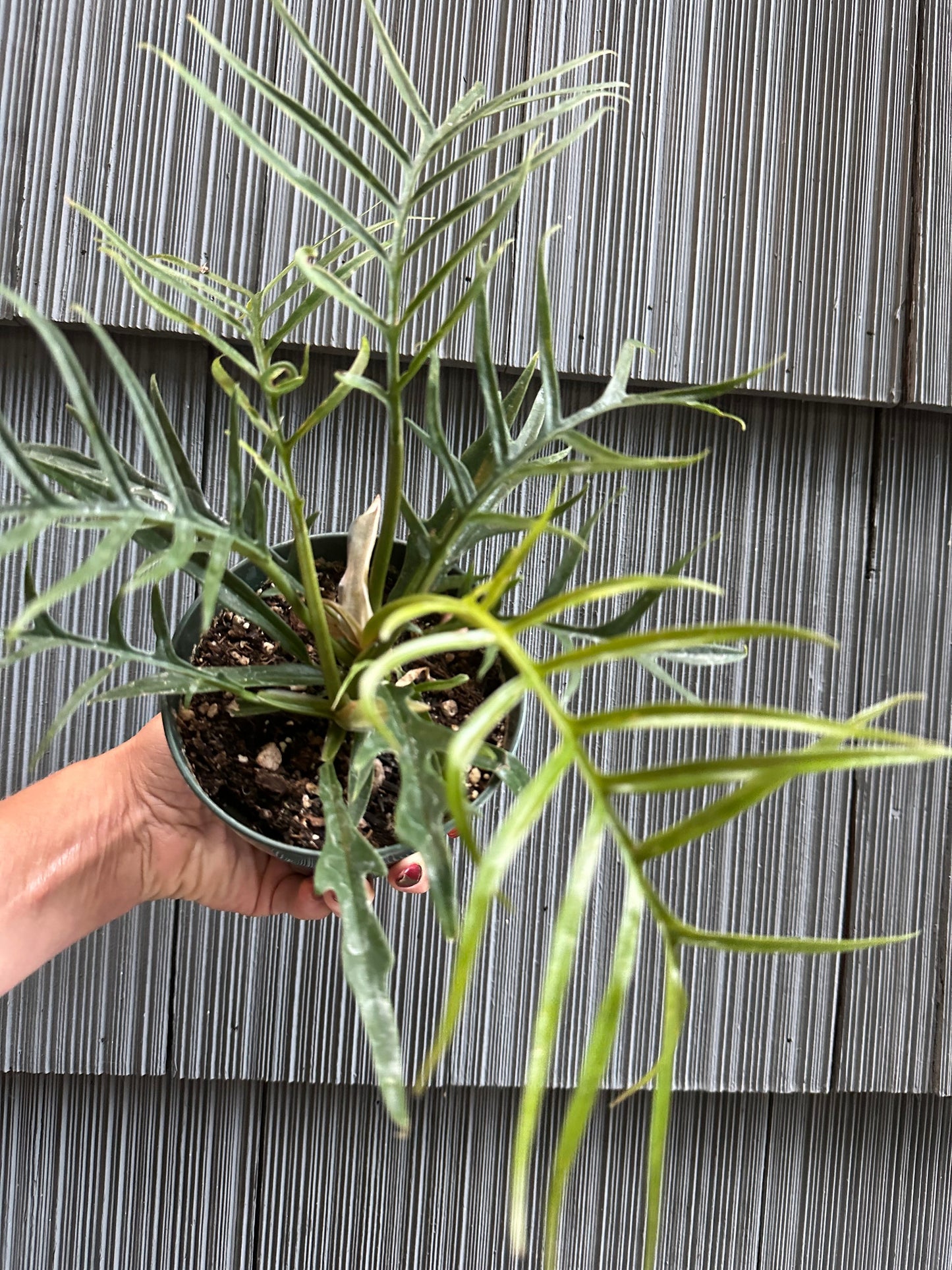 Philodendron Tortum - 4"