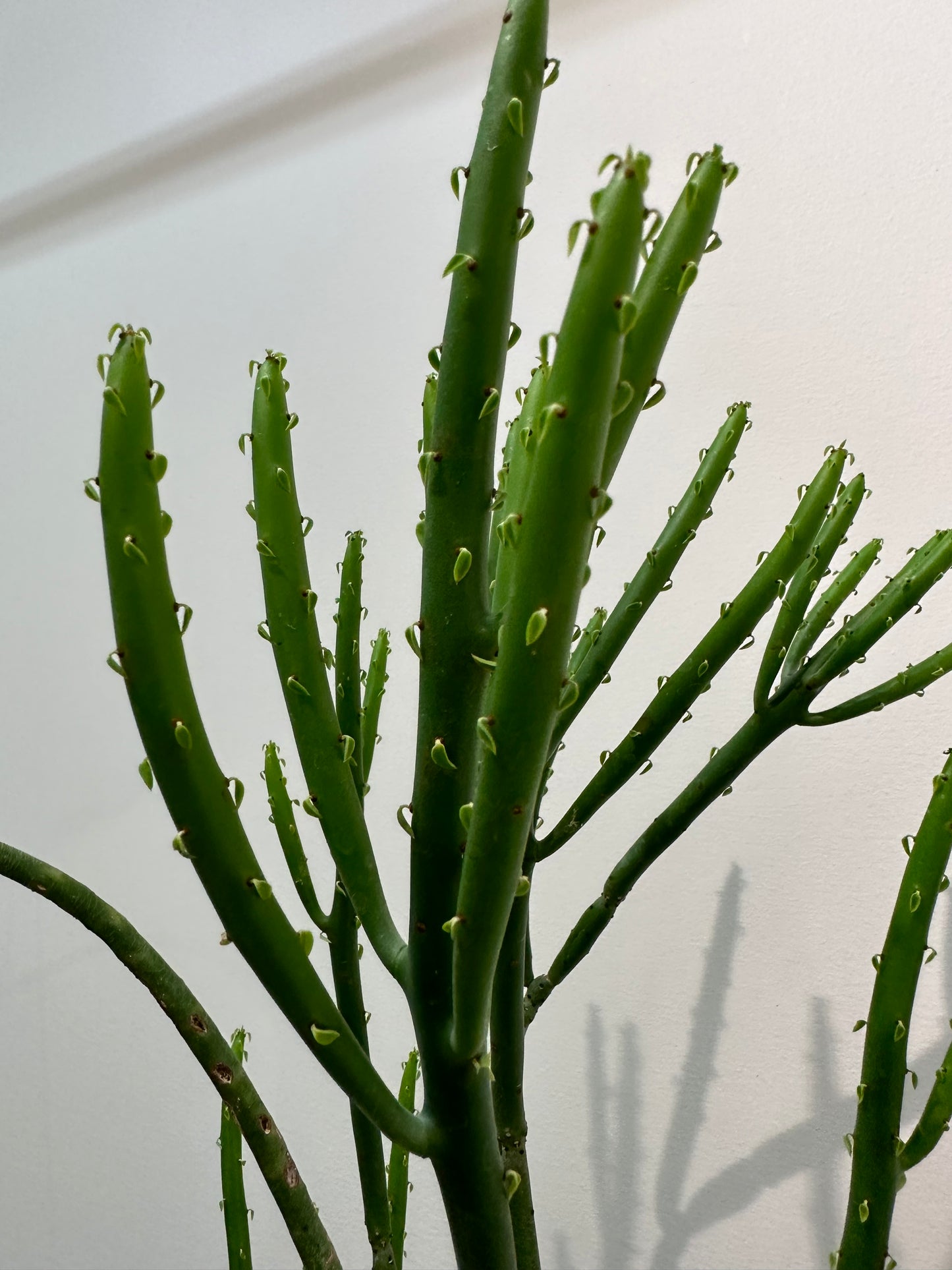 Euphorbia Leucodendron