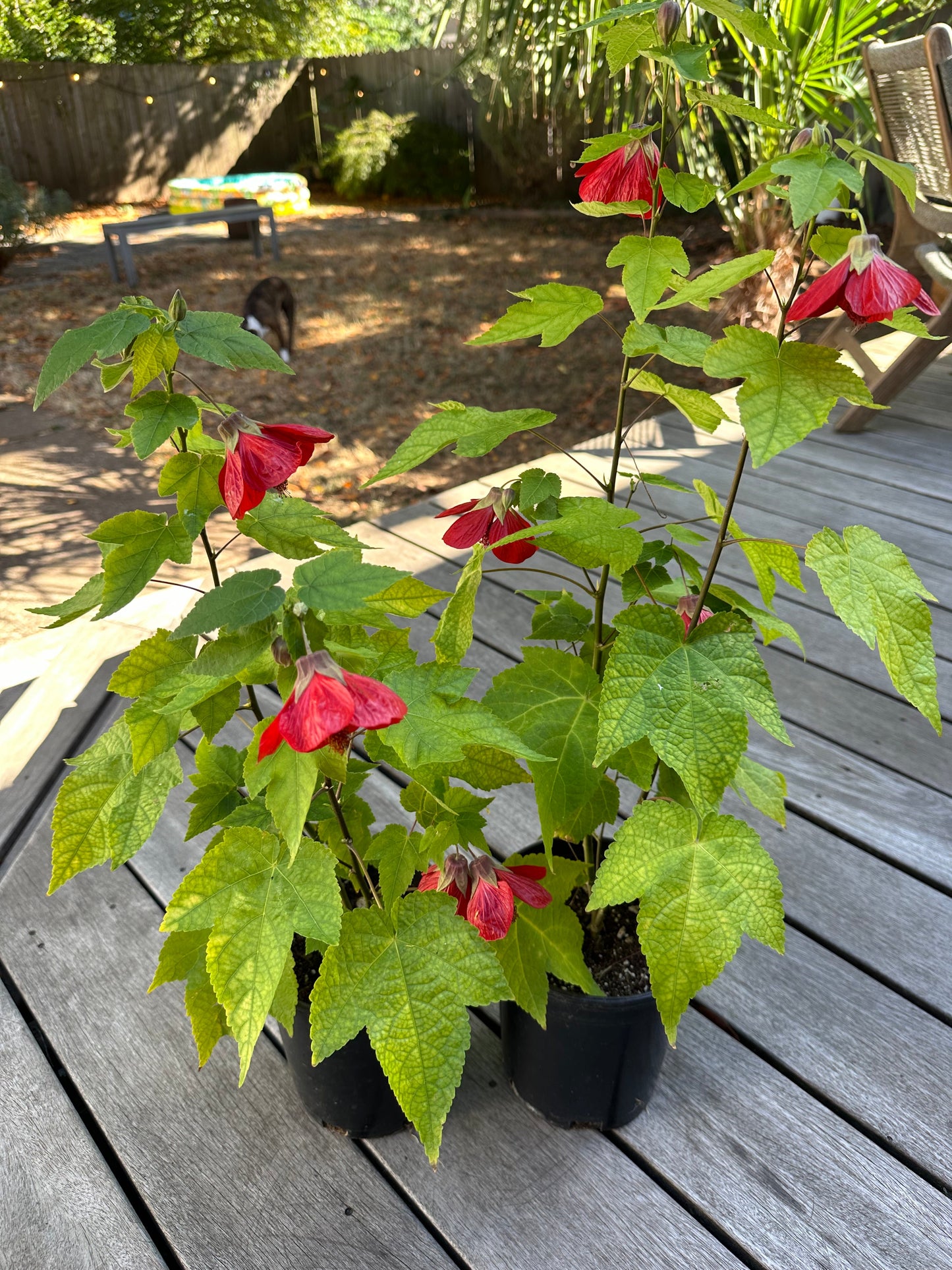 Indian Mallow - Abutilon striatum - Flowering Maple