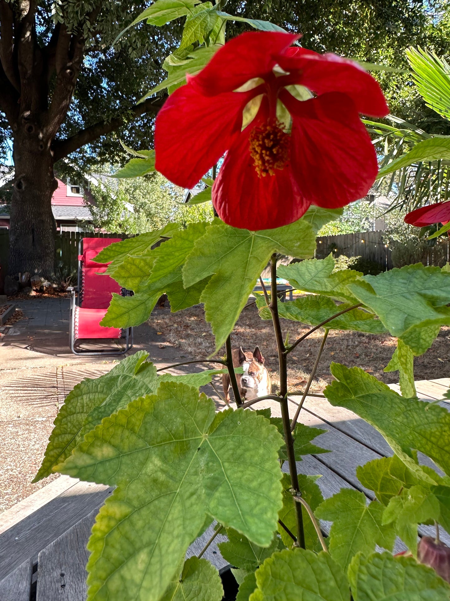 Indian Mallow - Abutilon striatum - Flowering Maple
