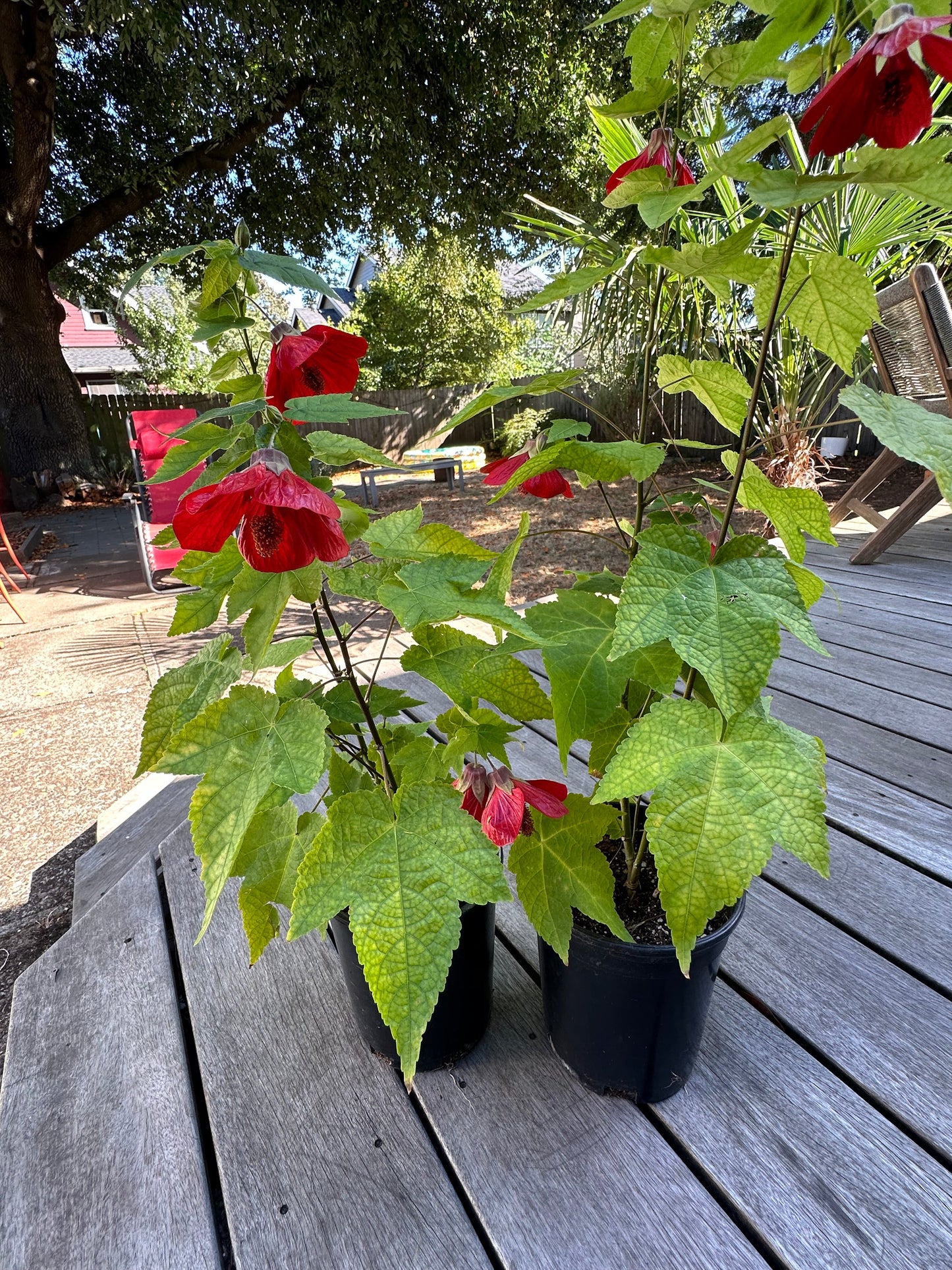 Indian Mallow - Abutilon striatum - Flowering Maple