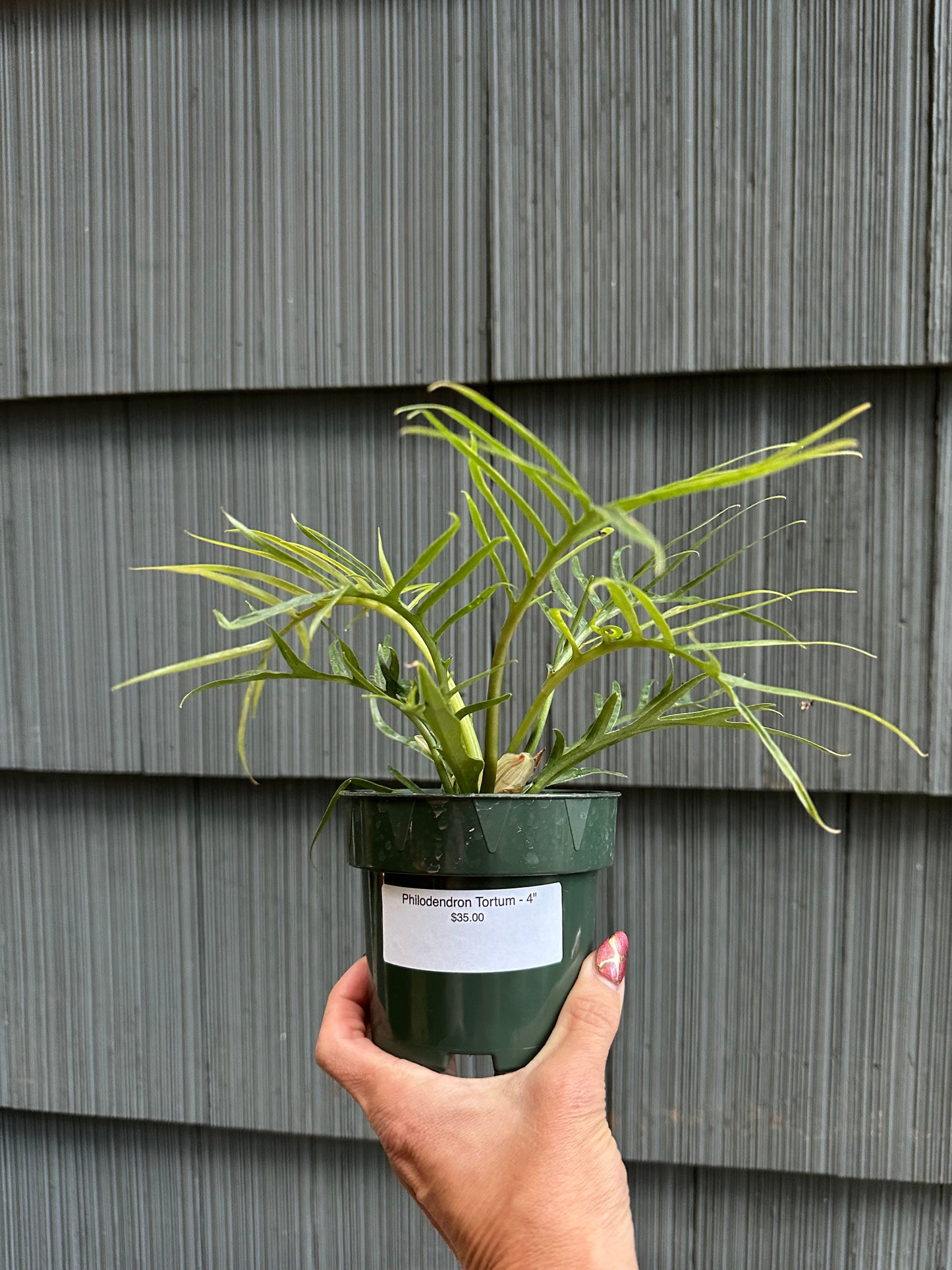 Philodendron Tortum - 4"