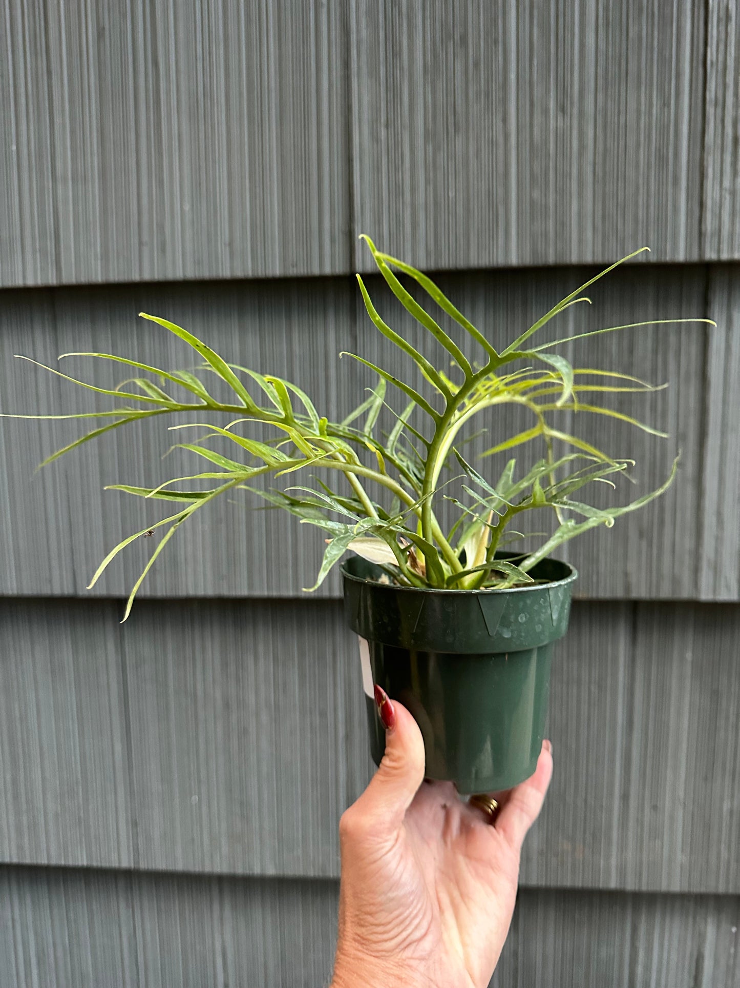 Philodendron Tortum - 4"