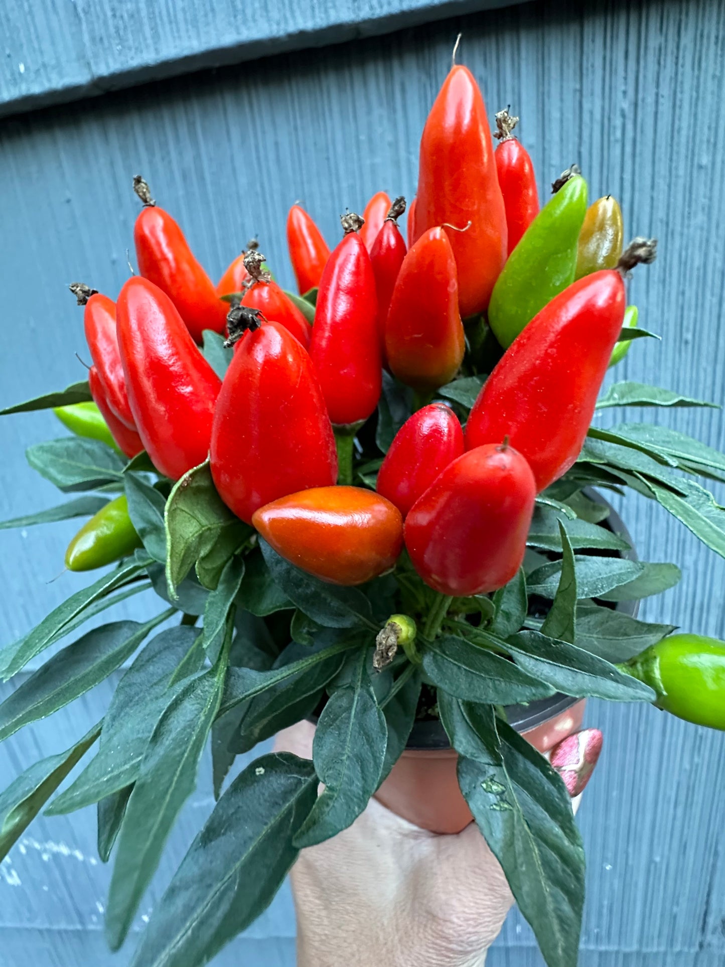 Pepper Plant - Little Elf Dwarf - 4”
