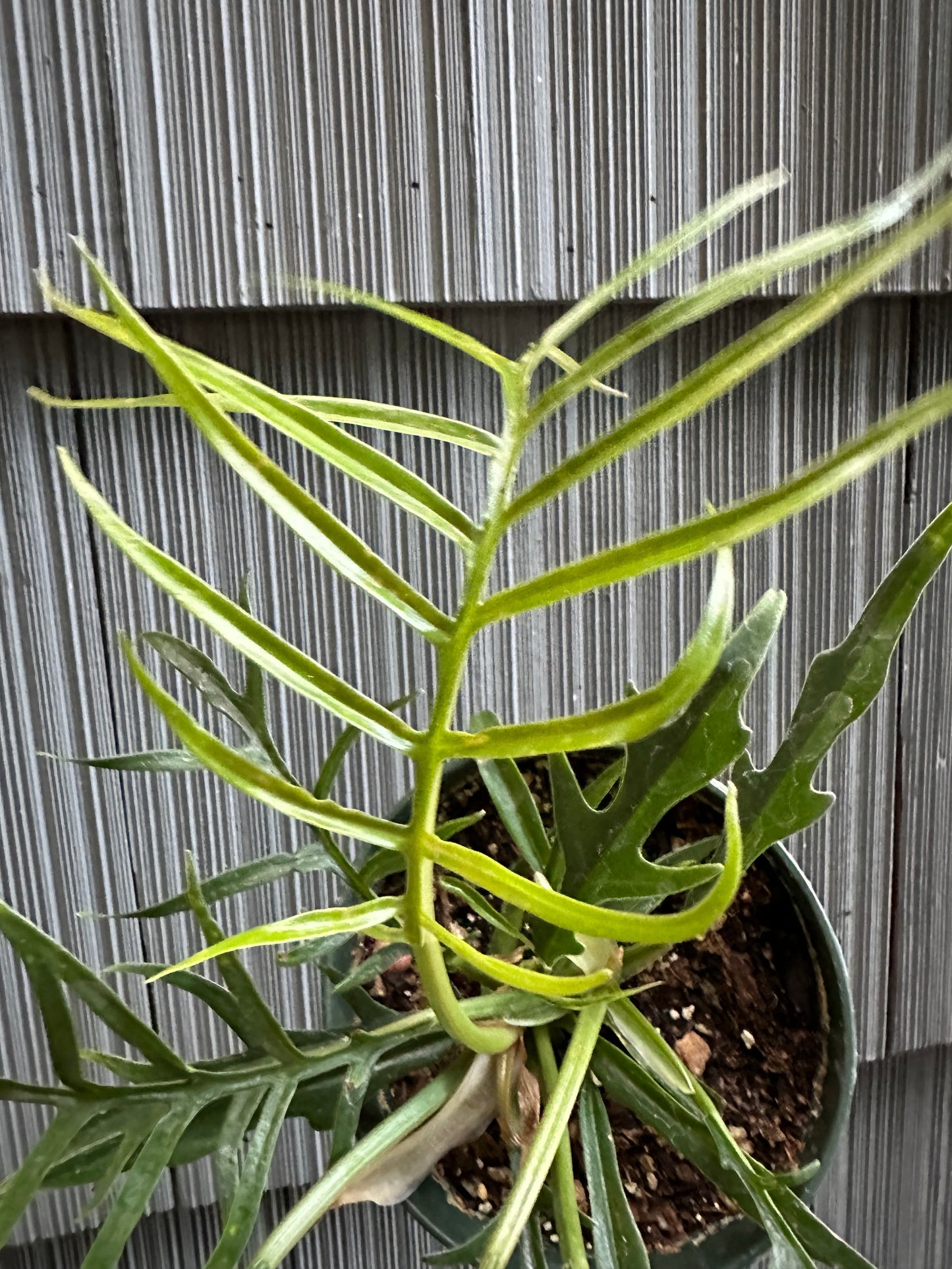 Philodendron Tortum - 4"