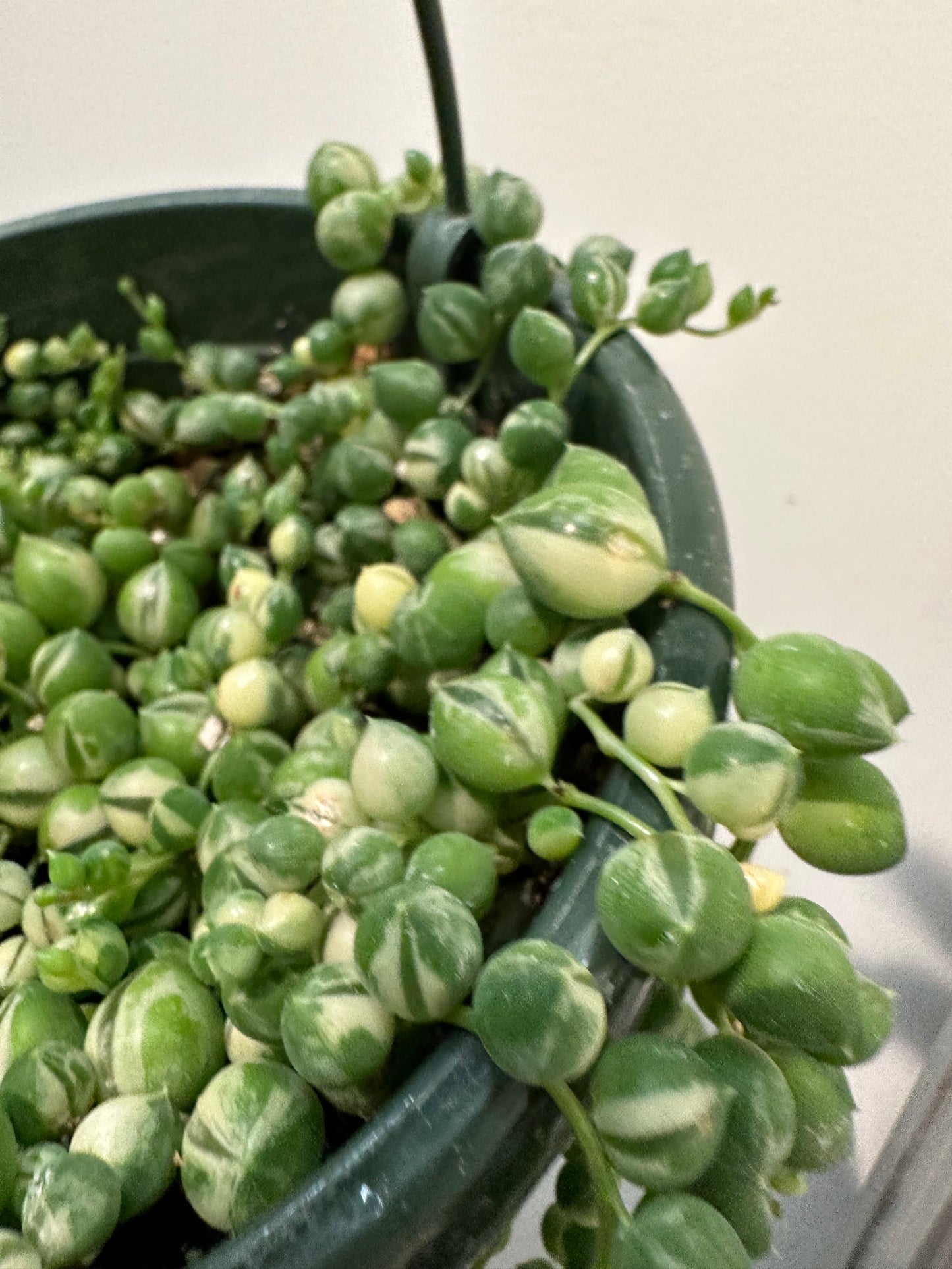 Senecio Rowleyanus - String of Pearls
