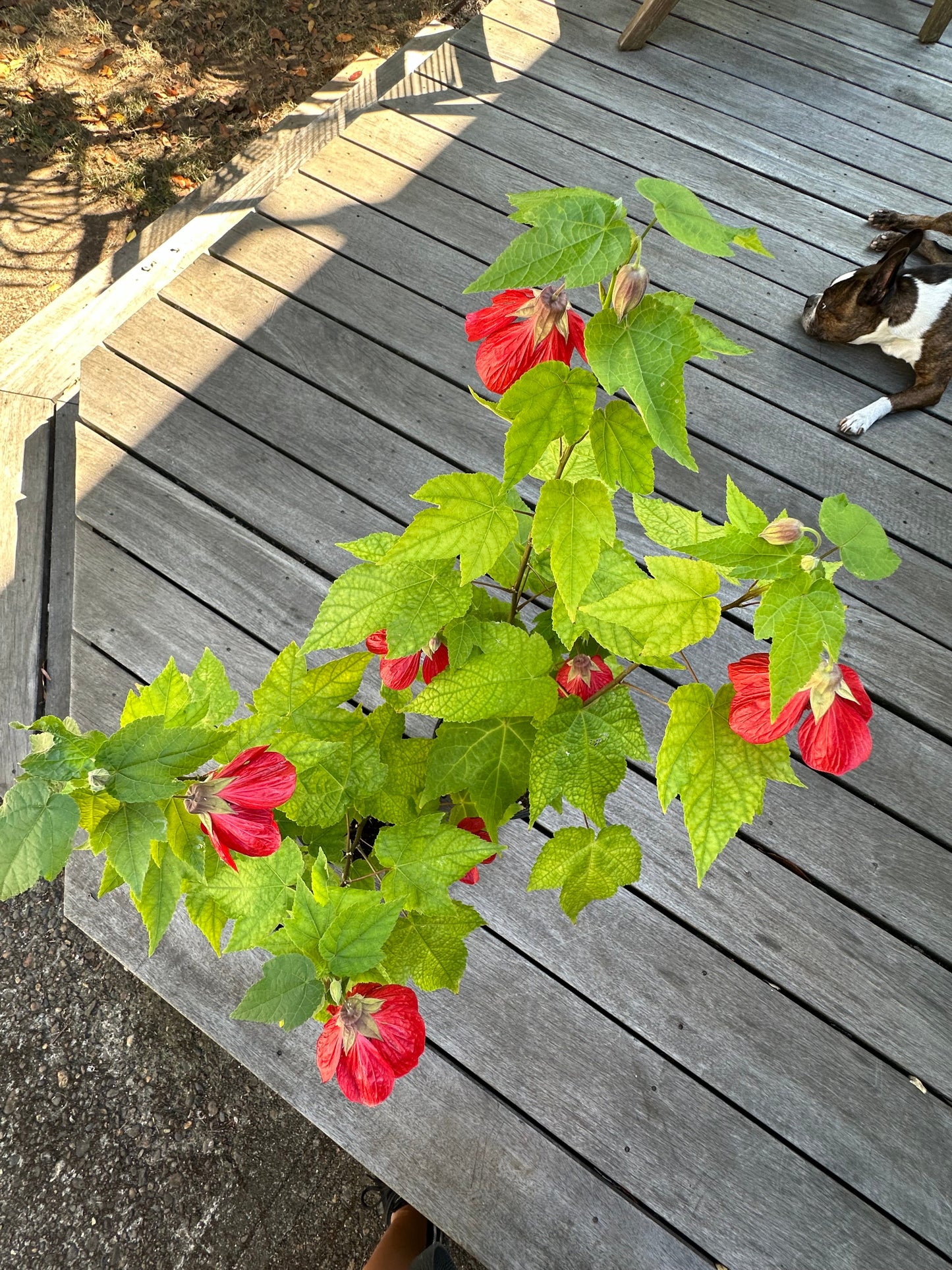 Indian Mallow - Abutilon striatum - Flowering Maple