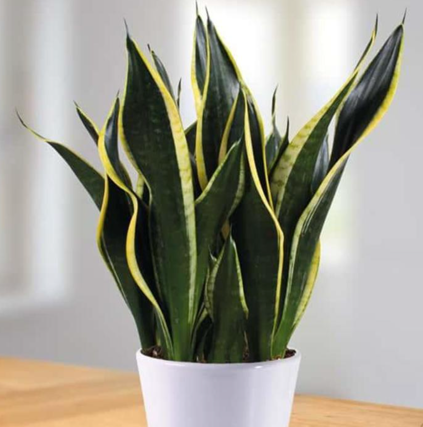 Sansevieria Black and Gold - Snake Plant