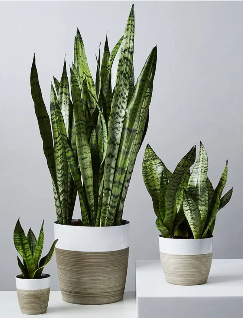 Sansevieria Wintergreen - Snake Plant