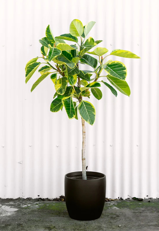 Ficus - Altissima - Local Pickup only
