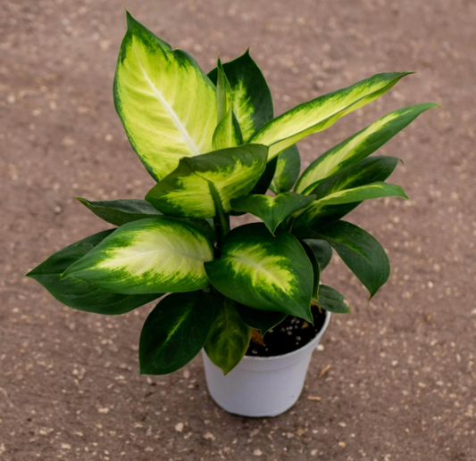 Dieffenbachia - Dumb Cane Plant
