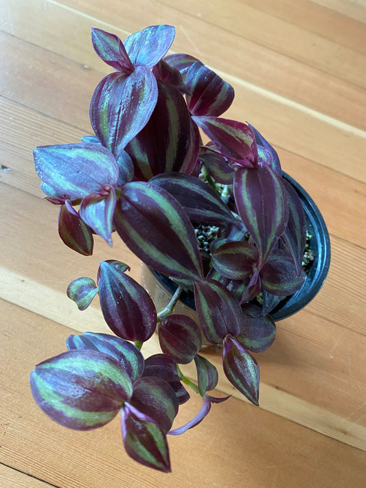 Tradescantia Zebrina - Burgundy Wandering Dude 4"