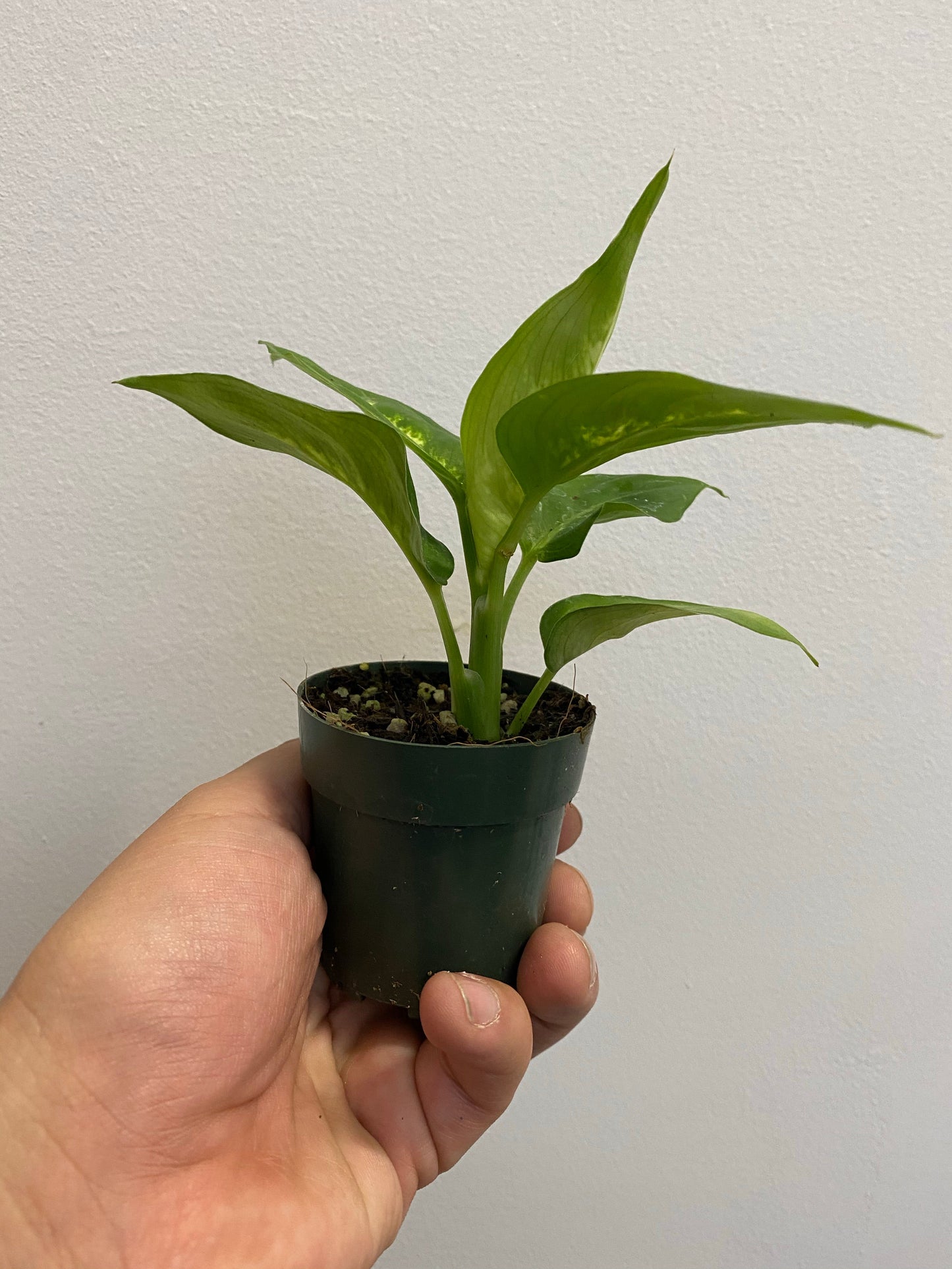 Dieffenbachia - Dumb Cane Plant