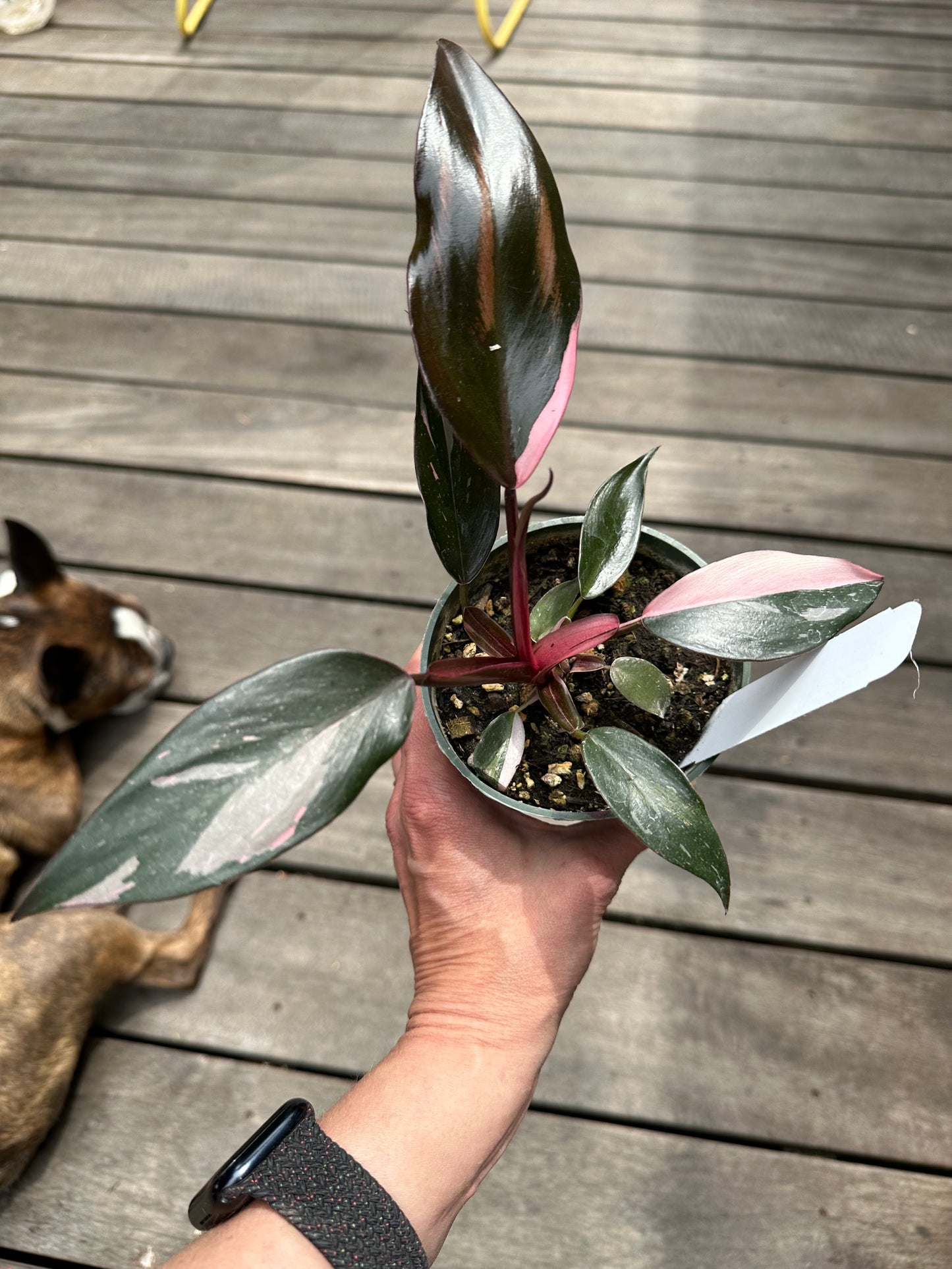 Philodendron Pink Princess