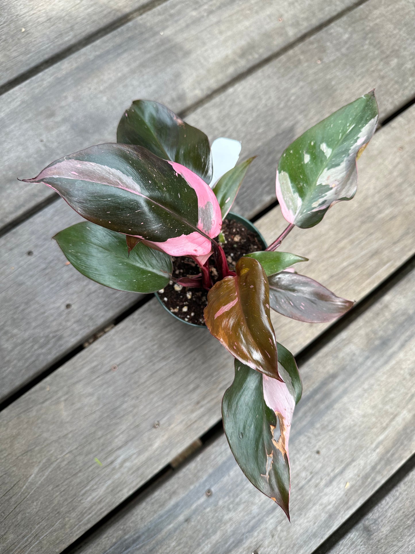 Philodendron Pink Princess