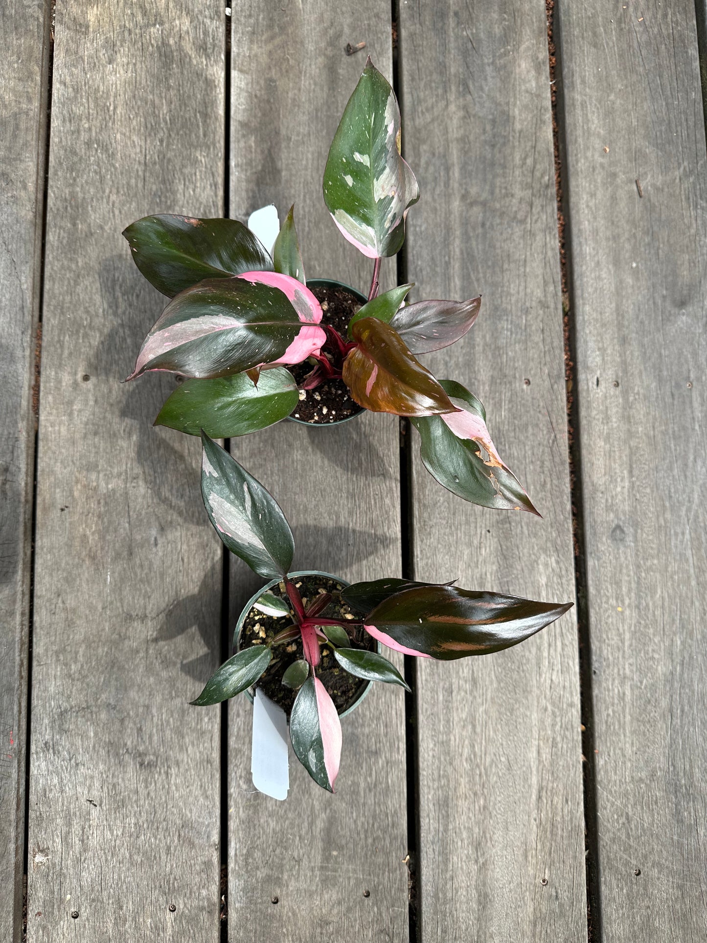 Philodendron Pink Princess