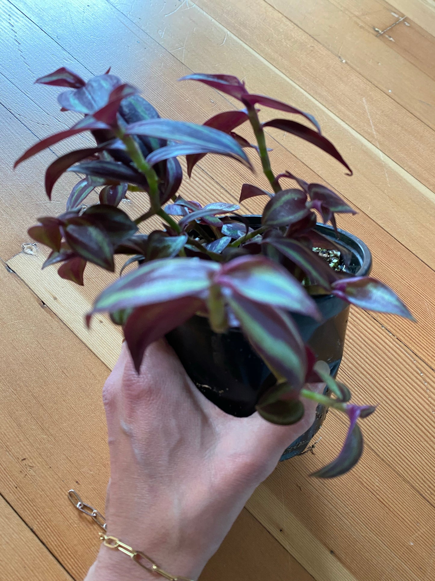 Tradescantia Zebrina - Burgundy Wandering Dude 4"