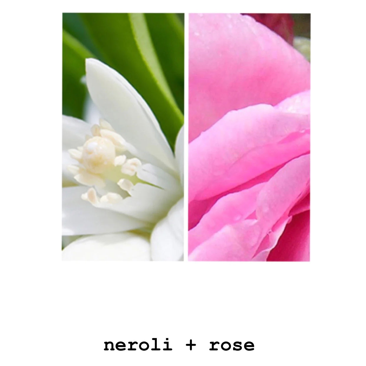 Hand + Body Wash - Neroli + Rose