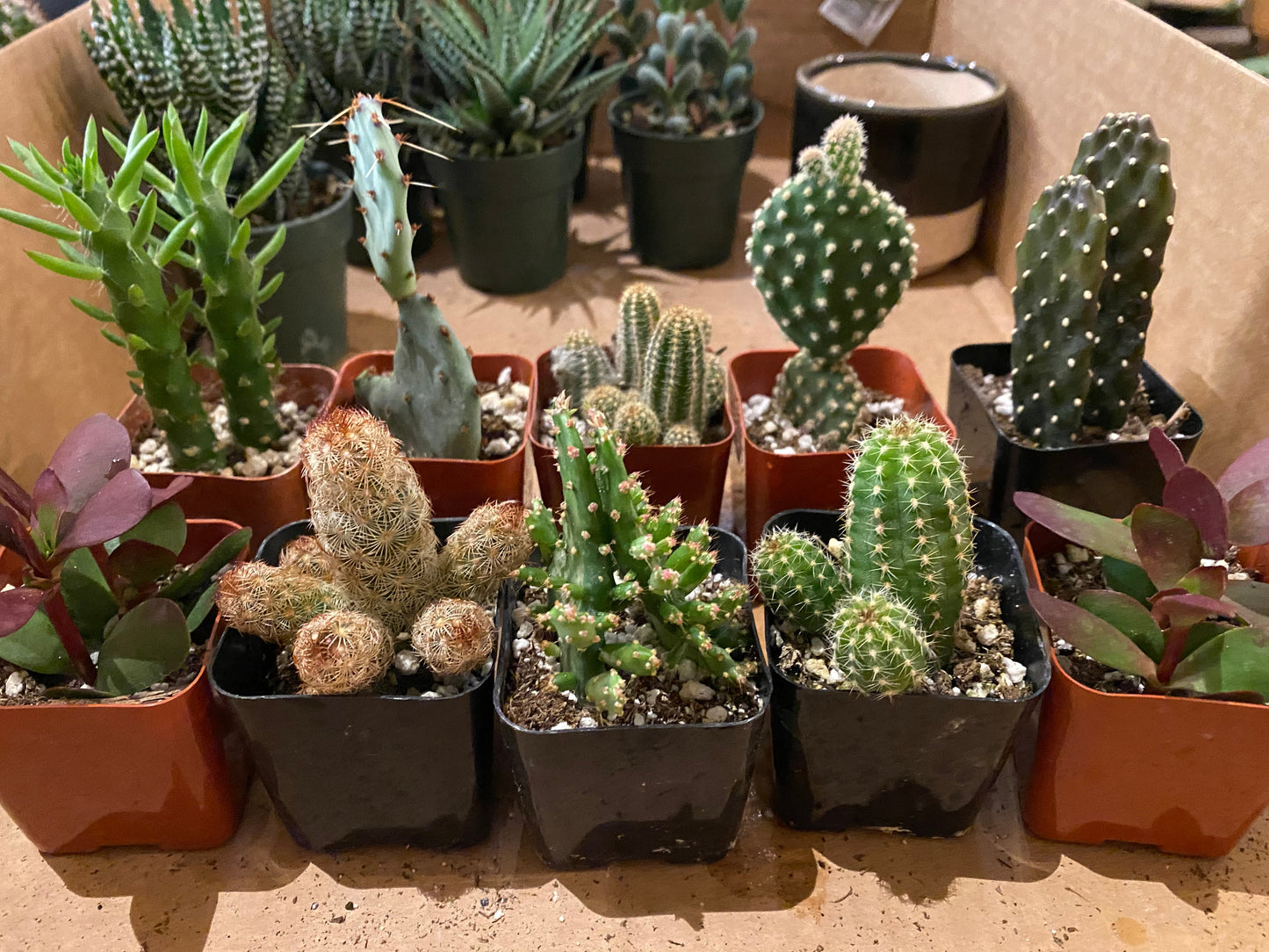 Cacti - Assorted - 2"