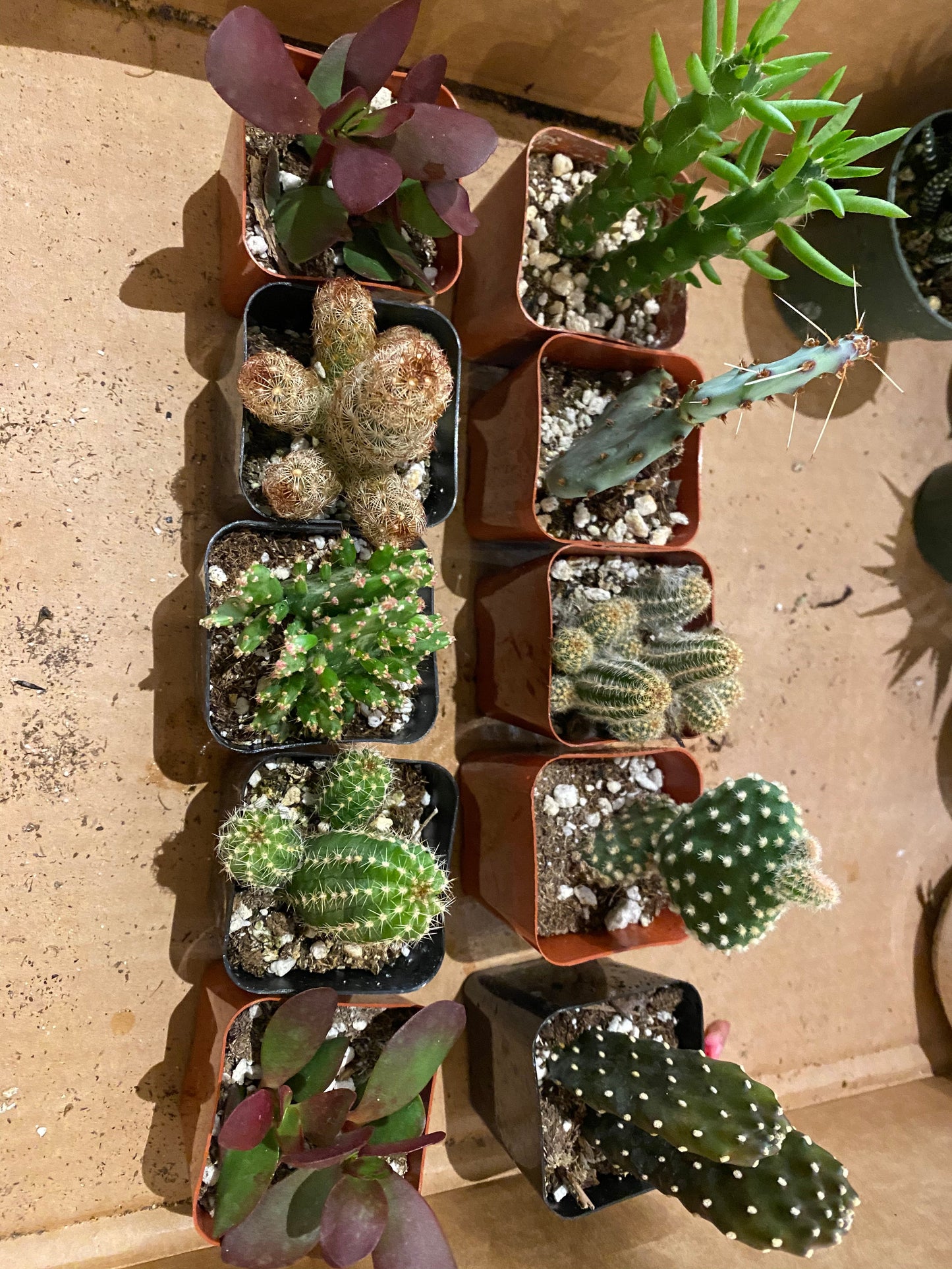 Cacti - Assorted - 2"