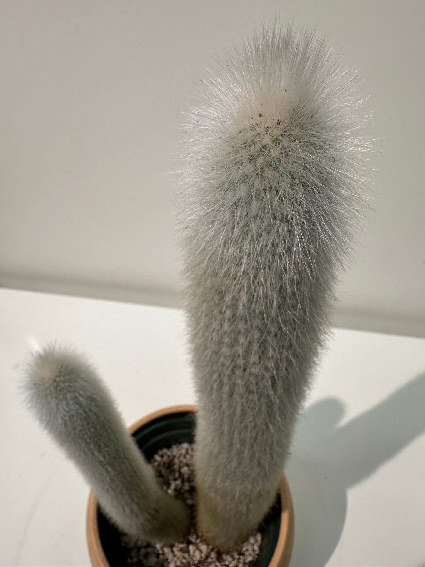 Cleistocactus straussii - Silver Torch Cactus