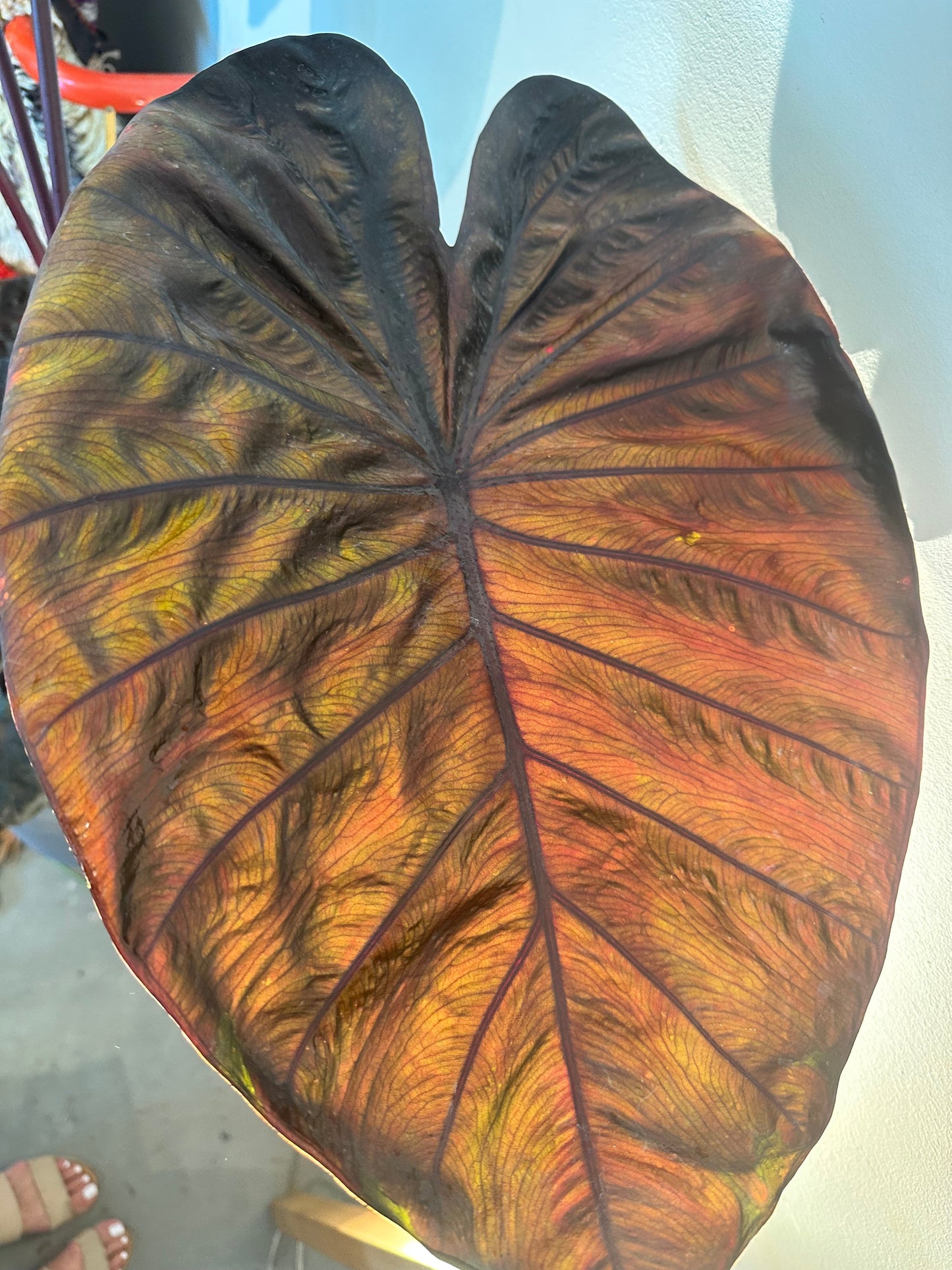 Colocasia - Painted Black