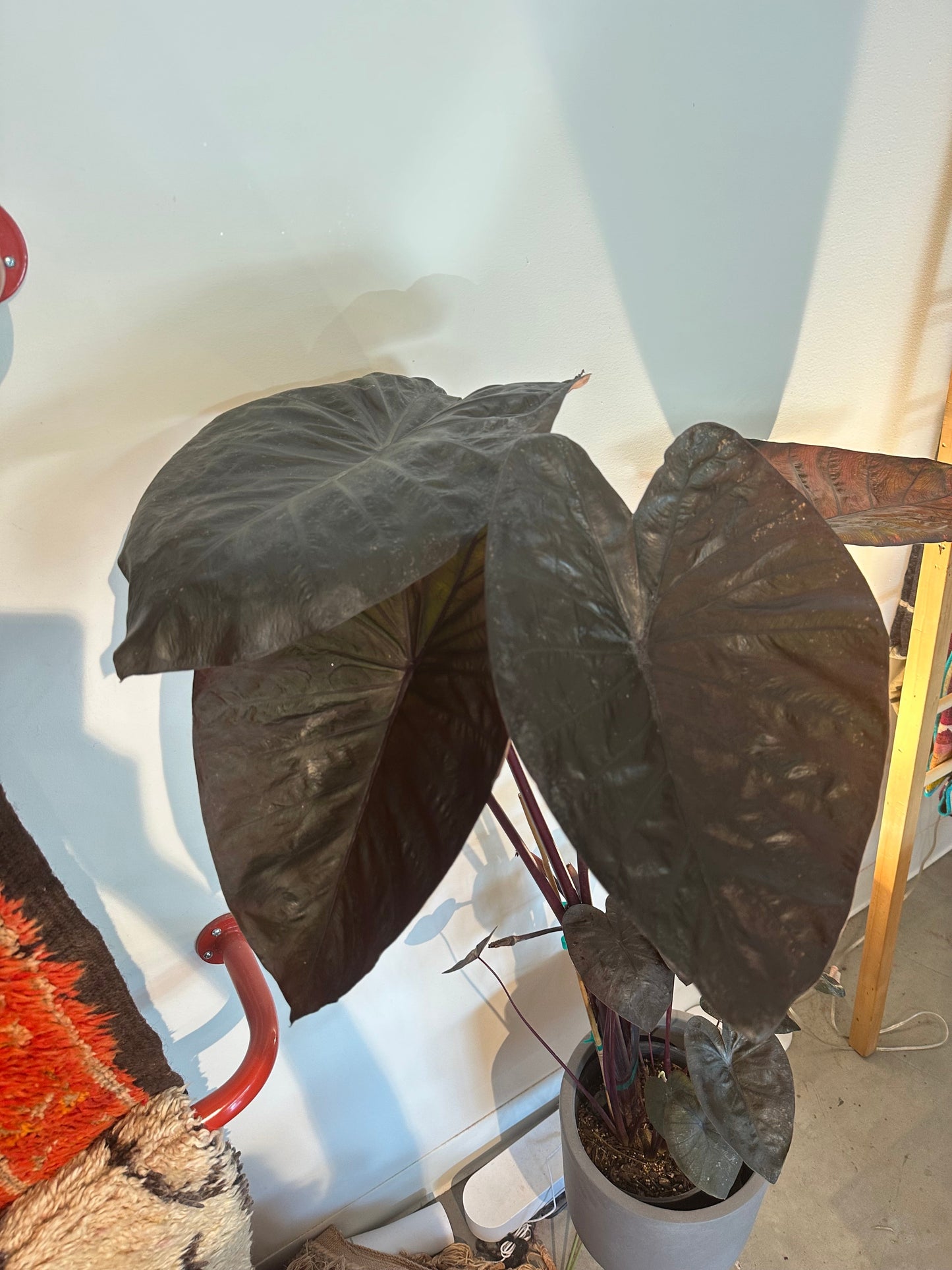 Colocasia - Painted Black