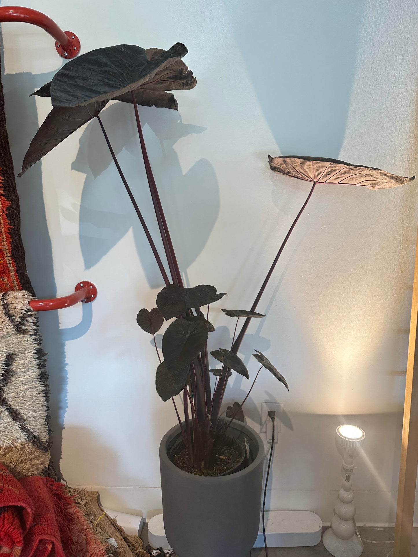 Colocasia - Painted Black