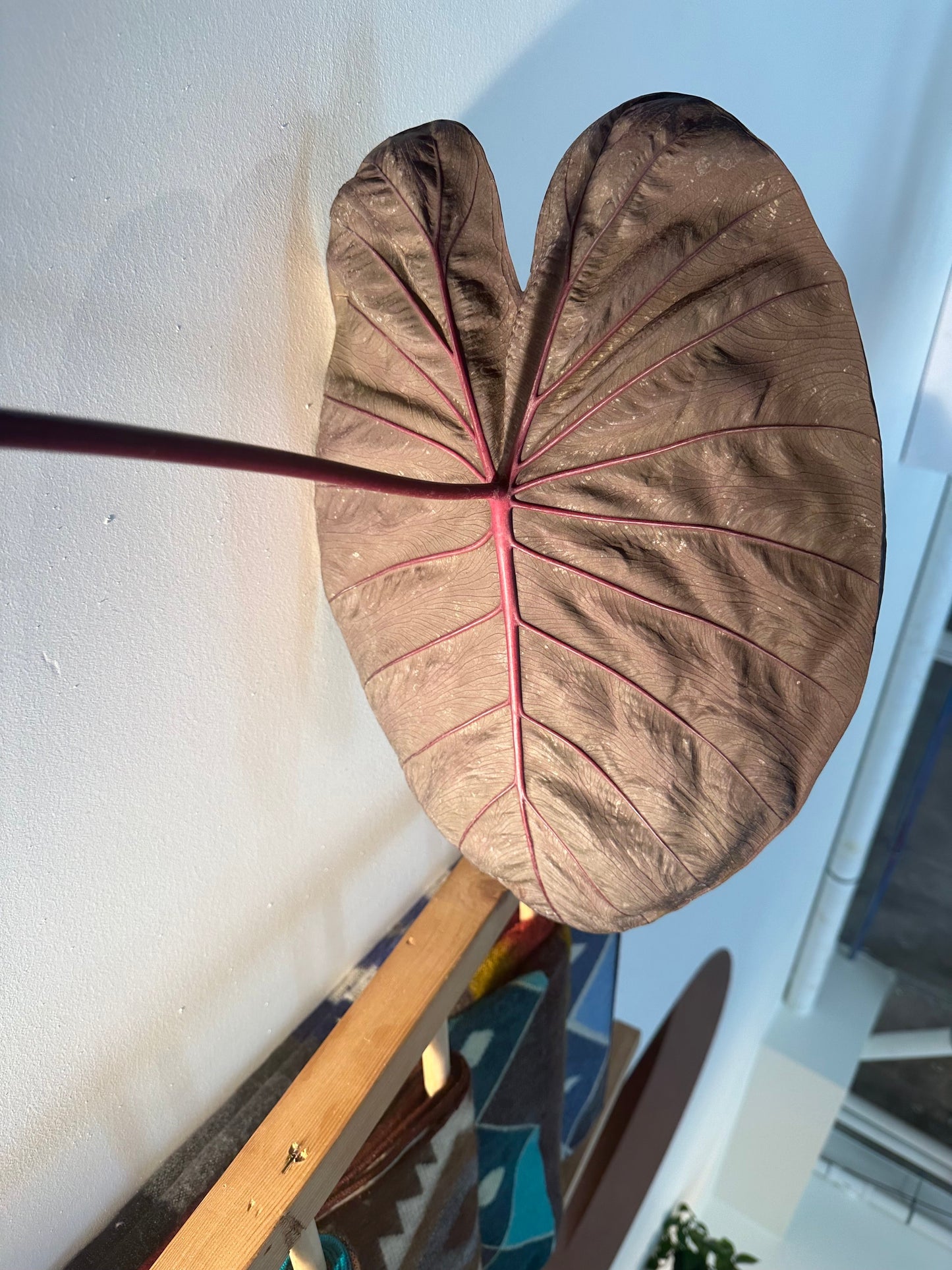 Colocasia - Painted Black