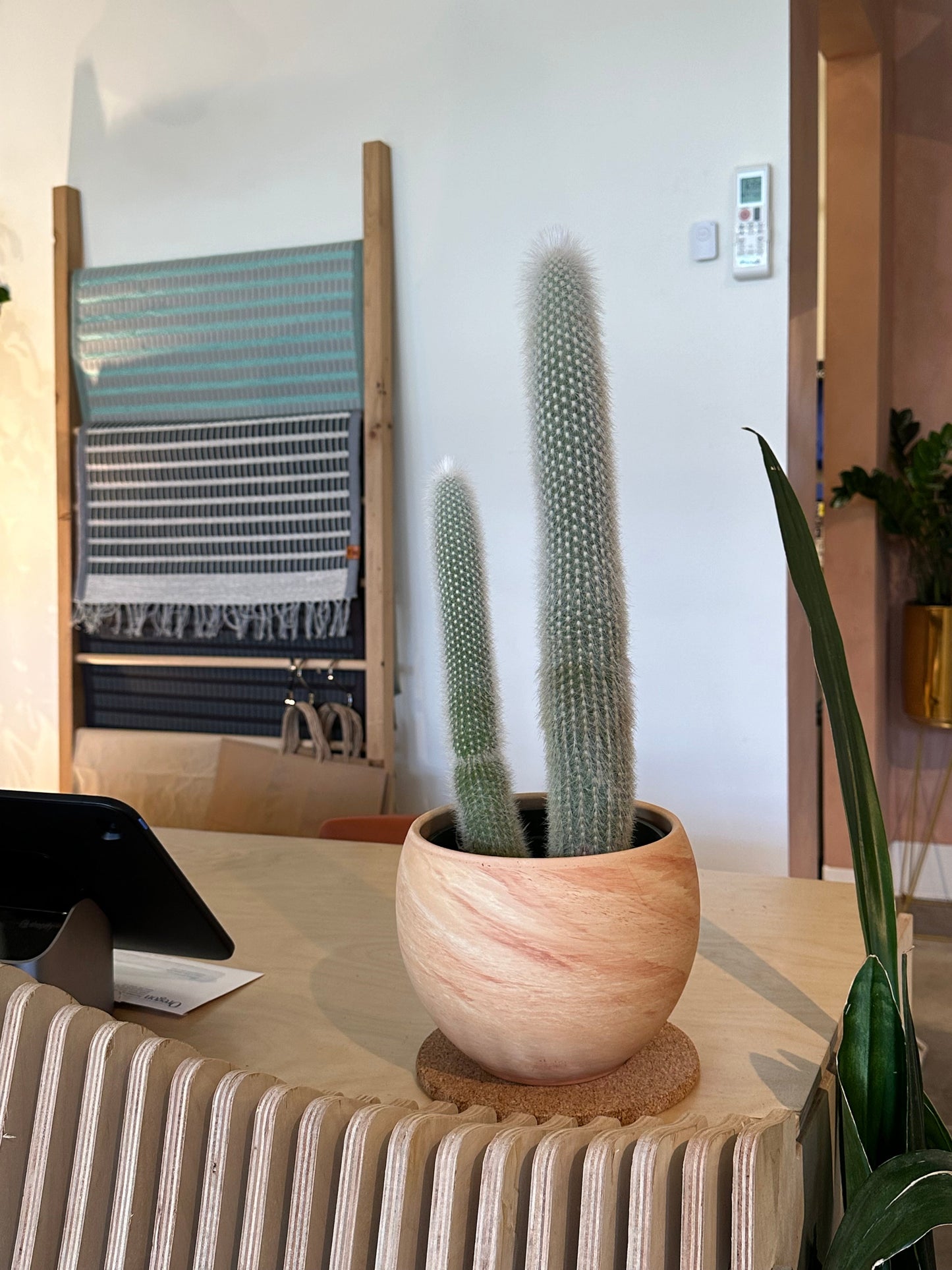 Cleistocactus straussii - Silver Torch Cactus