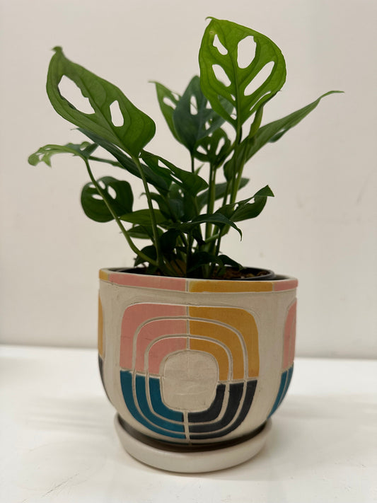 Niko Far West - Tesseris Planter - 5"