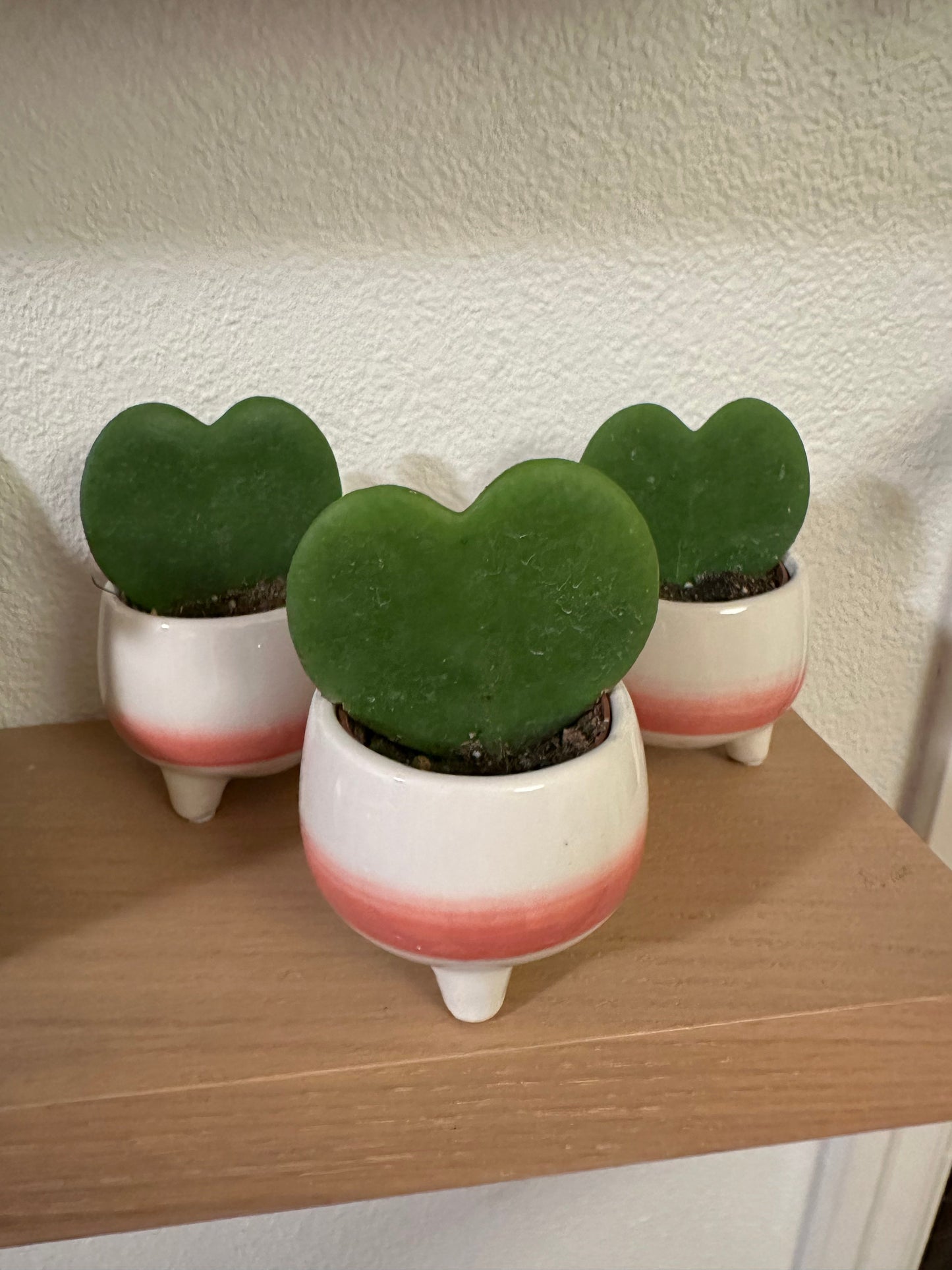 Hoya Kerrii - Sweetheart Vine