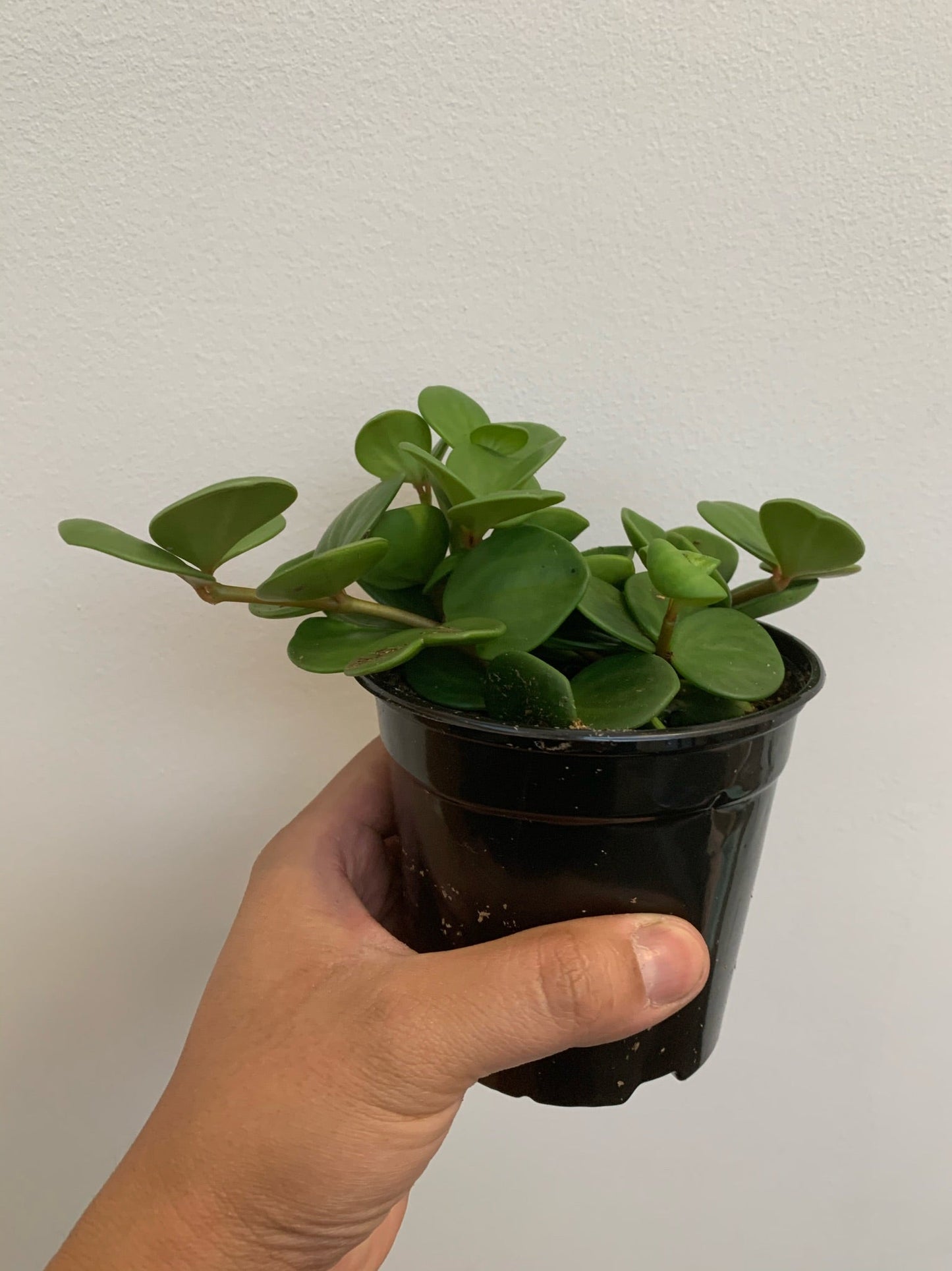 Peperomia - Hope