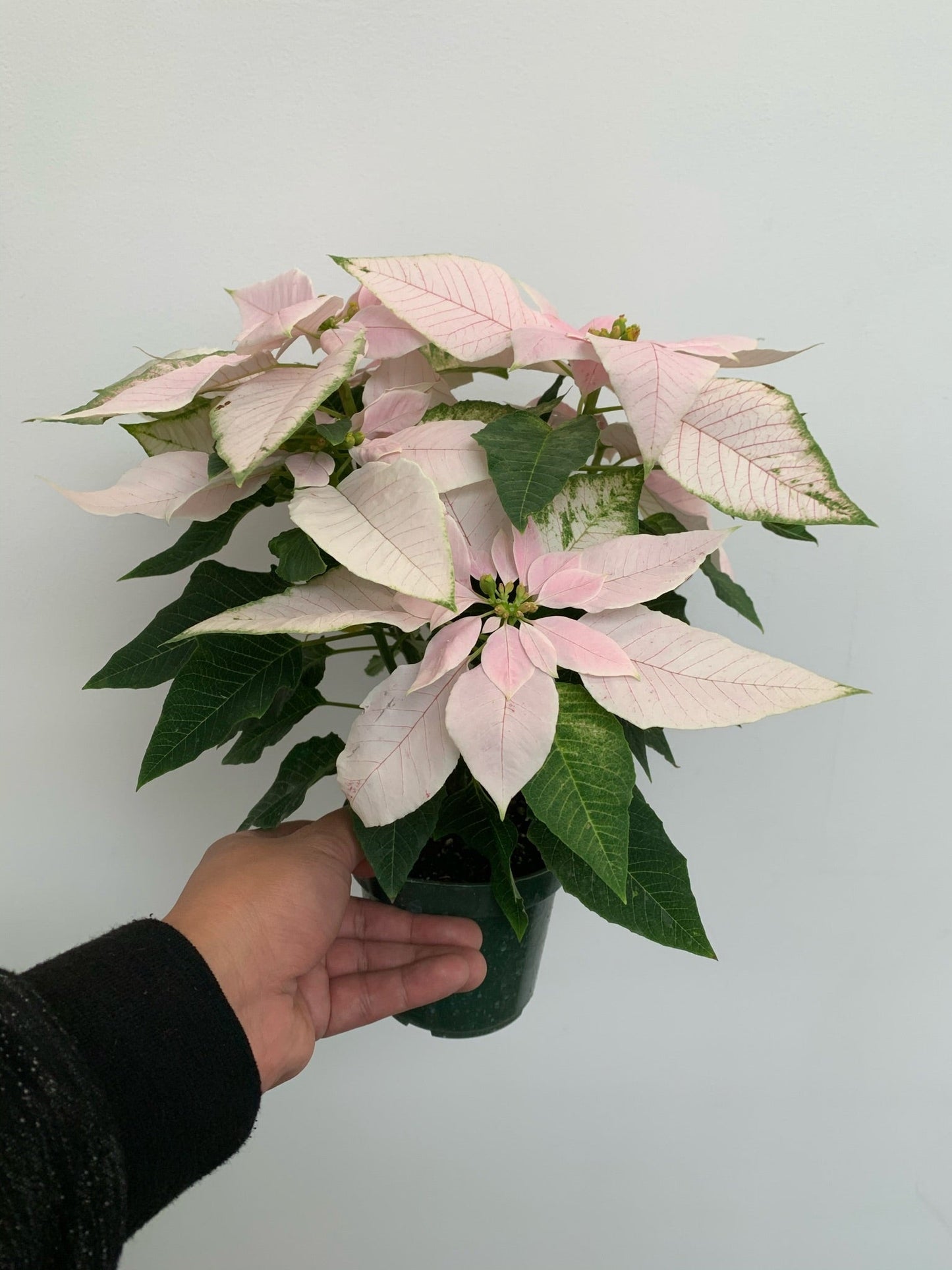 Poinsettia 4" - White - Local Pickup Only